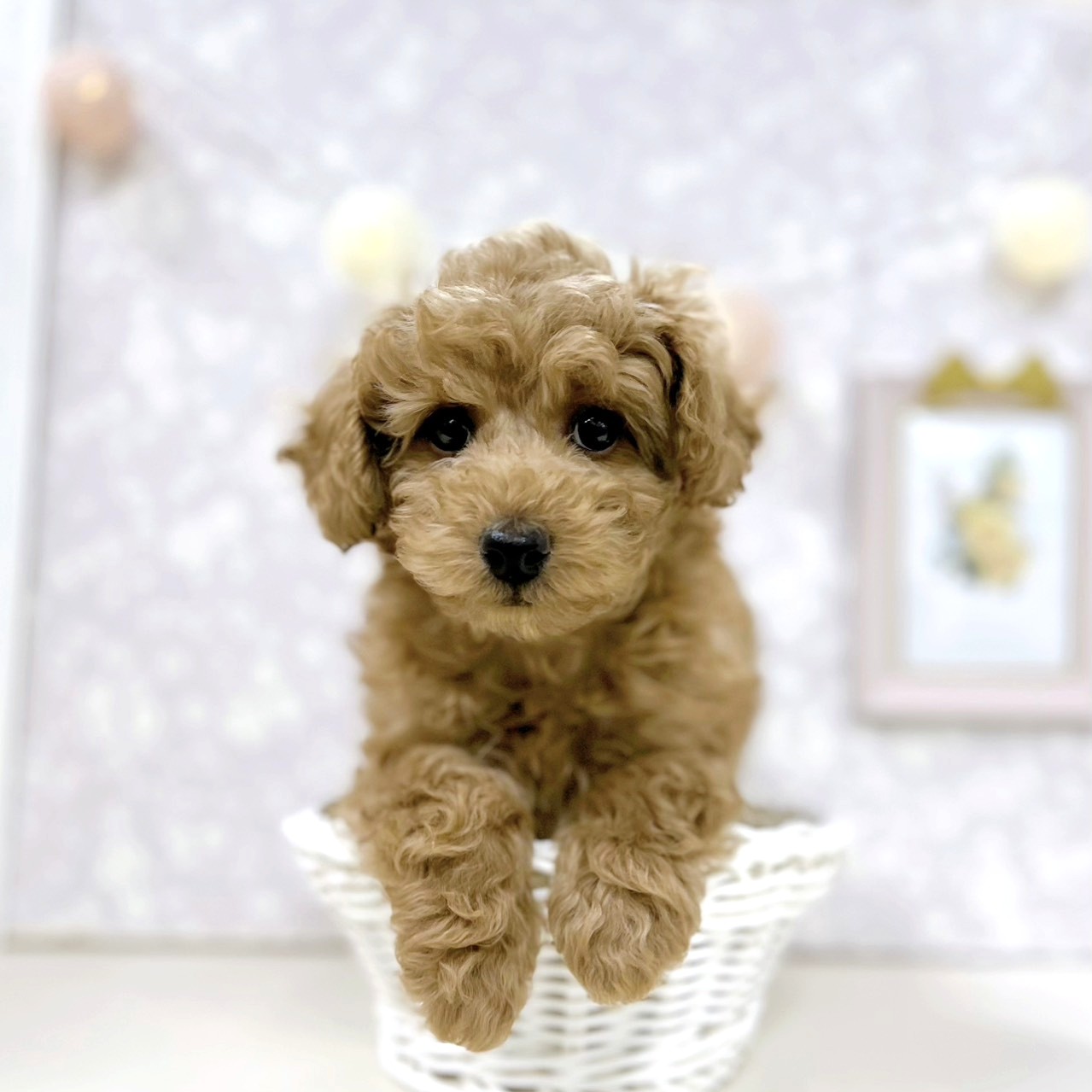 富山県のトイプードル(トイ) (犬の家＆猫の里アミーゴ高岡蓮花寺店/2026年1月7日生まれ/男の子/アプリコット)の子犬の3枚目の画像