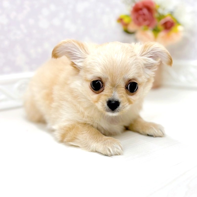 富山県のチワワ(ロング) (犬の家＆猫の里アミーゴ山室店/2026年1月5日生まれ/男の子/クリームホワイト)の子犬の3枚目の画像