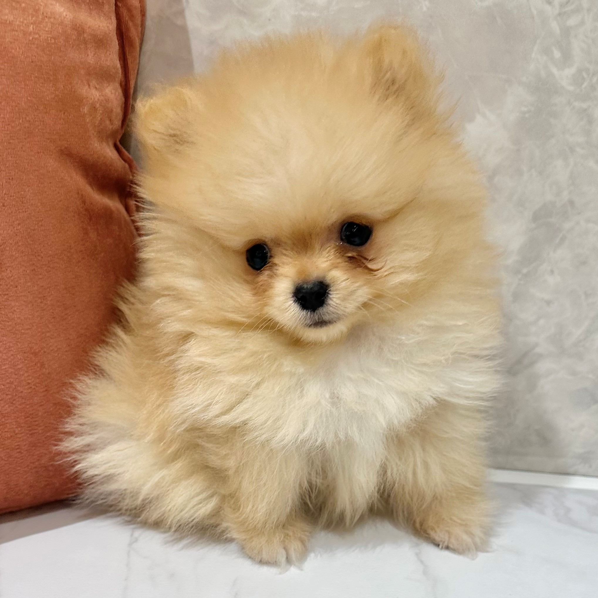 福岡県のポメラニアン (犬の家＆猫の里くりえいと宗像店/2026年1月1日生まれ/男の子/クリーム)の子犬の3枚目の画像