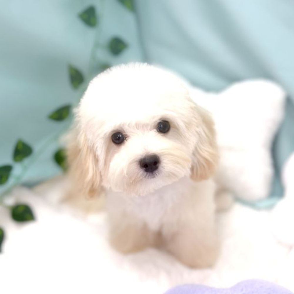 愛知県のマルプー(マルチーズ×プードル) (犬の家＆猫の里愛知刈谷店/2026年1月5日生まれ/男の子/クリームホワイト)の子犬の3枚目の画像