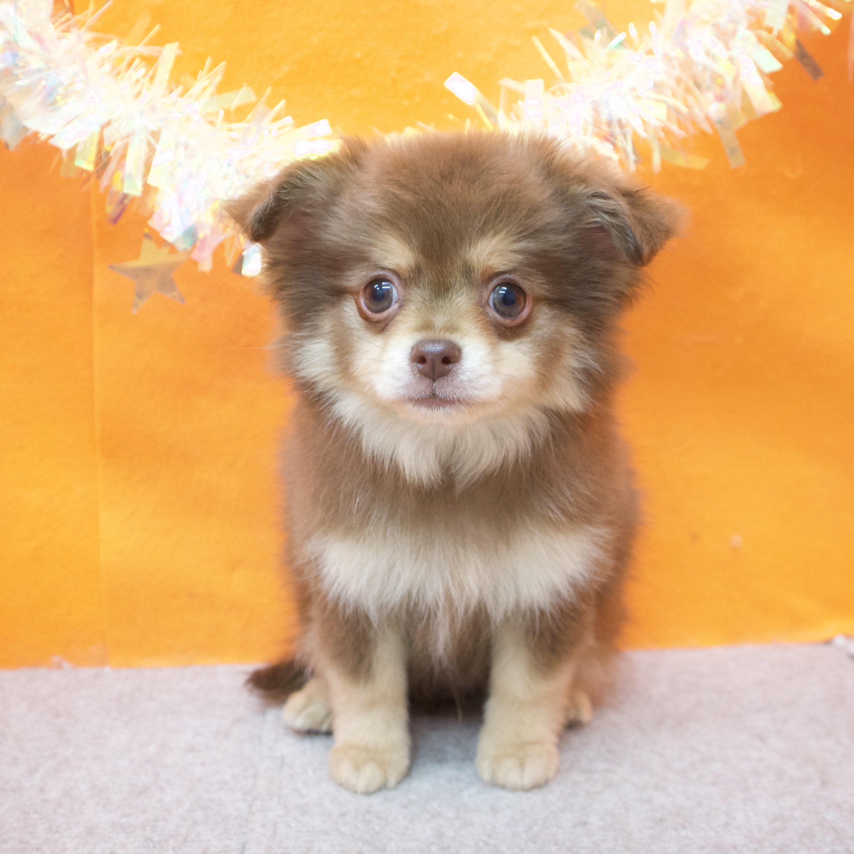 大阪府のポメチワ/チワポメ/ポメチー(ポメラニアン×チワワ) (犬の家＆猫の里吹田店/2026年1月7日生まれ/男の子/チョコレートクリーム)の子犬の3枚目の画像