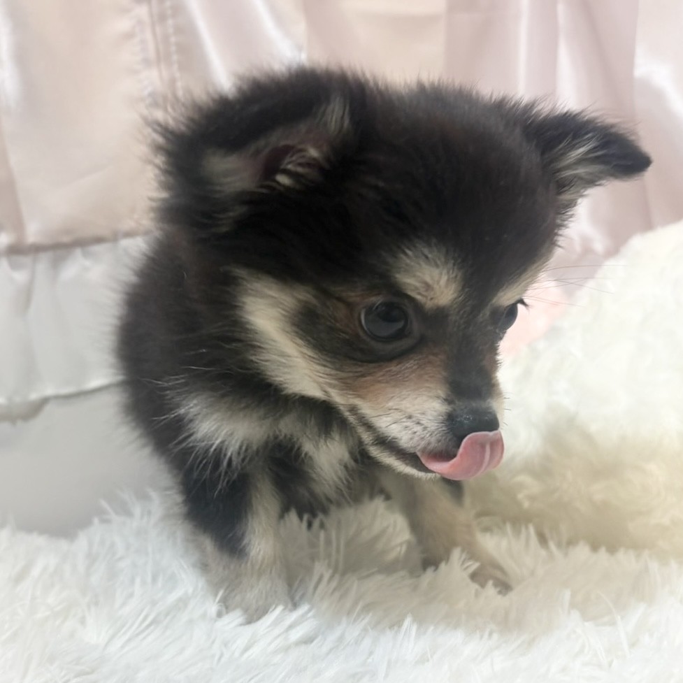 兵庫県のポメチワ/チワポメ/ポメチー(ポメラニアン×チワワ) (犬の家＆猫の里カナート西神戸店/2026年1月7日生まれ/男の子/ブラッククリーム)の子犬の3枚目の画像