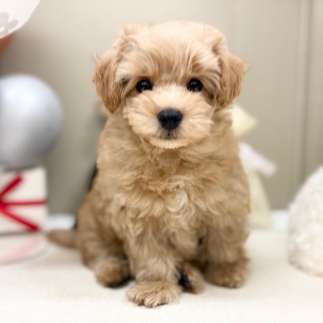 千葉県のマルプー(マルチーズ×プードル) (犬の家＆猫の里ワンズモール稲毛店/2026年1月7日生まれ/男の子/アプリコット)の子犬の3枚目の画像