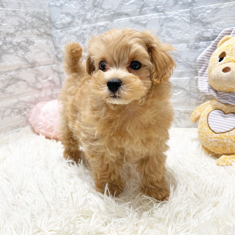 愛知県のマルプー(マルチーズ×プードル) (犬の家＆猫の里MiO香久山店/2026年1月7日生まれ/女の子/アプリコットホワイト)の子犬の3枚目の画像