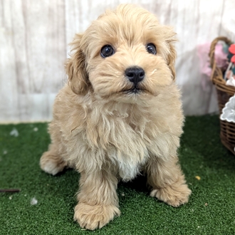 ハーフ犬男の子の写真