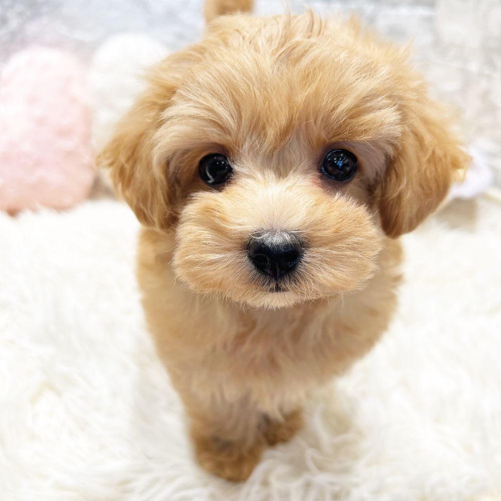 愛知県のマルプー(マルチーズ×プードル) (犬の家＆猫の里MiO香久山店/2026年1月7日生まれ/女の子/アプリコット)の子犬の3枚目の画像