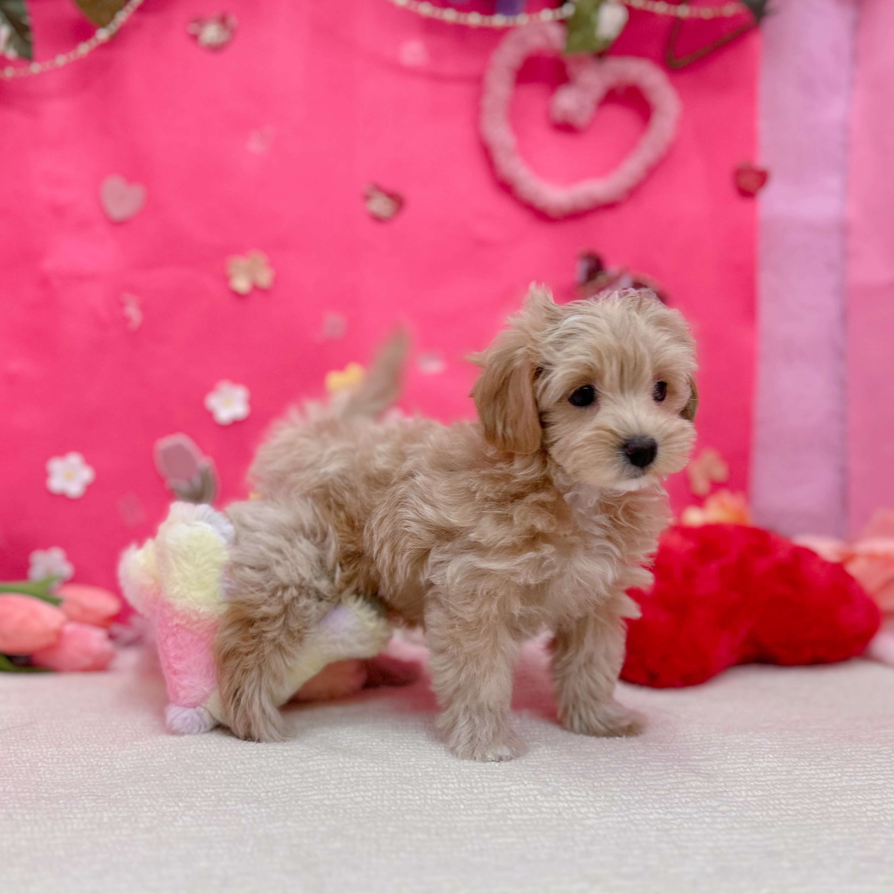 岐阜県のマルプー(マルチーズ×プードル) (犬の家＆猫の里岐南店/2026年1月10日生まれ/女の子/クリームホワイト)の子犬の3枚目の画像