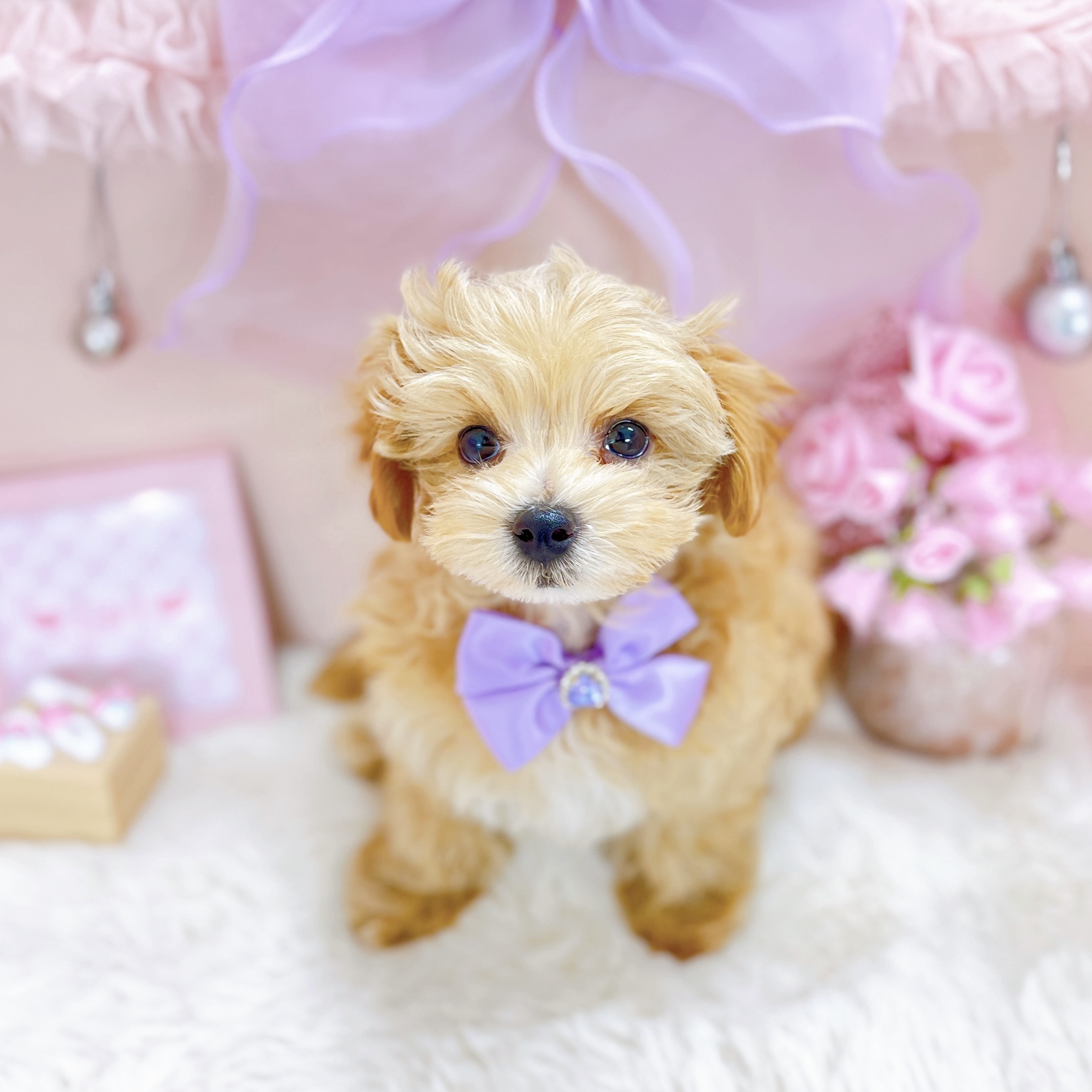 福井県のマルプー(マルチーズ×プードル) (犬の家＆猫の里アミーゴ福井大和田店/2026年1月10日生まれ/女の子/アプリコットホワイト)の子犬の3枚目の画像