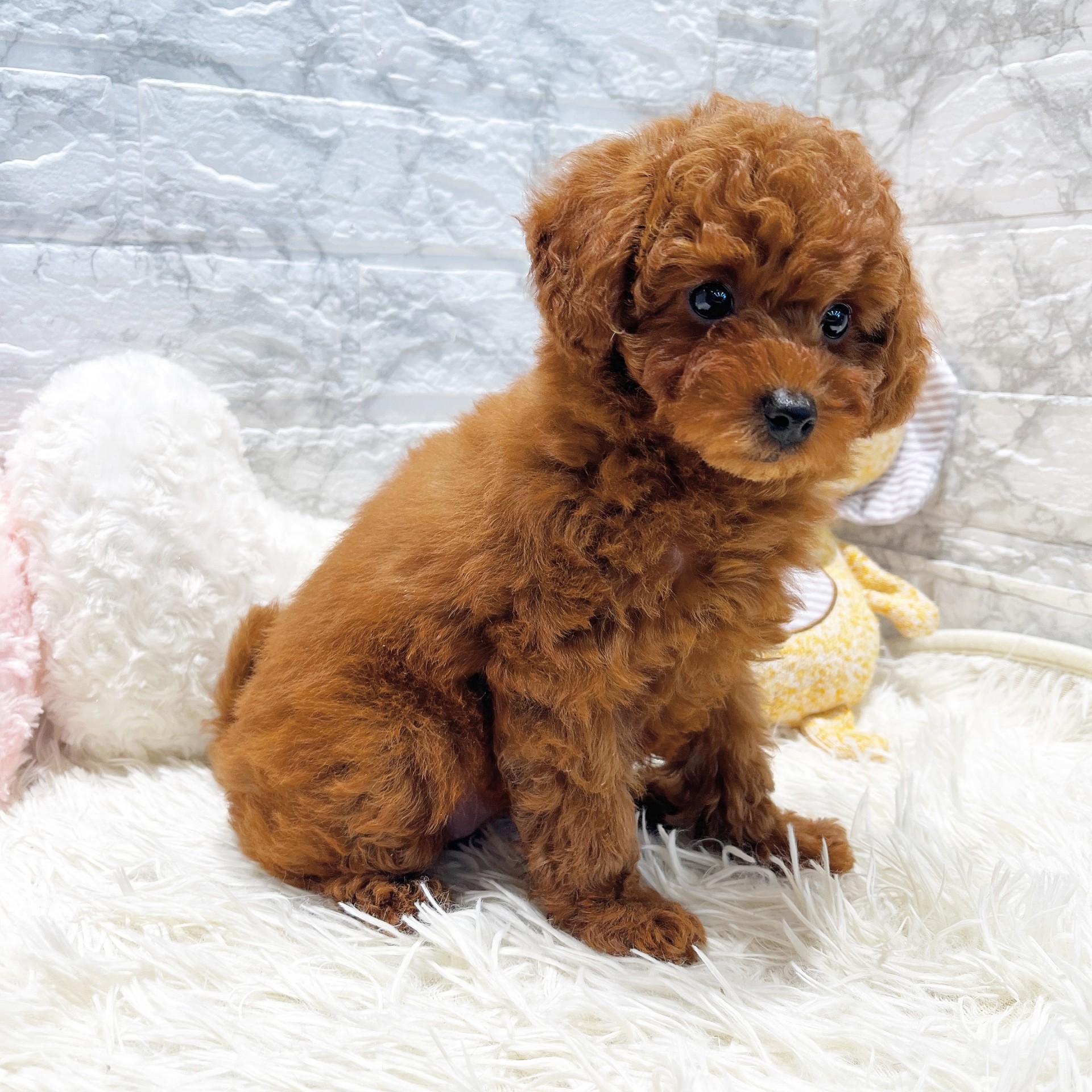 愛知県のトイプードル(トイ) (犬の家＆猫の里MiO香久山店/2026年1月10日生まれ/女の子/レッドフォーン)の子犬の3枚目の画像