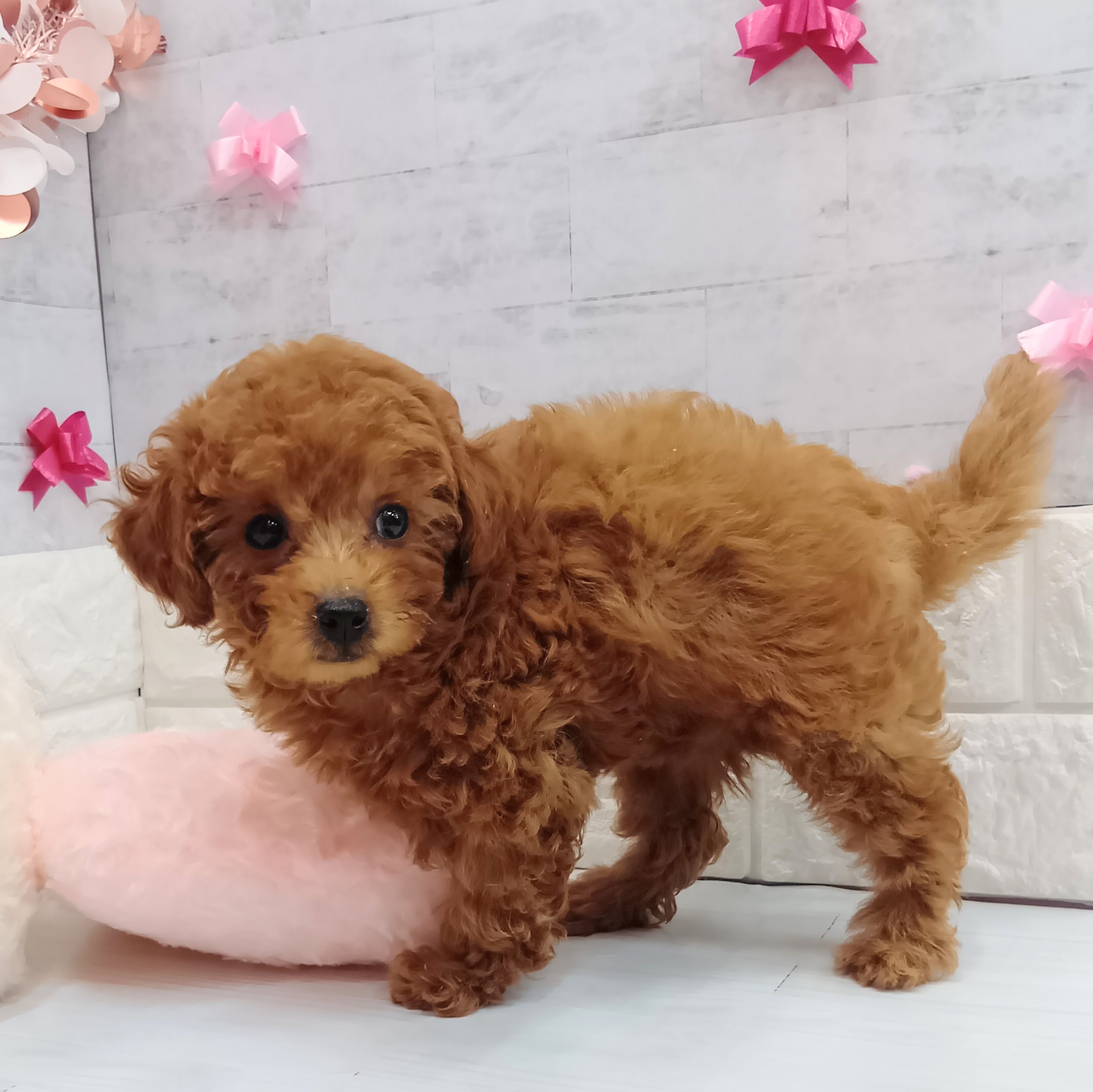 静岡県のトイプードル(トイ) (犬の家＆猫の里プレ葉ウォーク浜北店/2026年1月10日生まれ/女の子/レッドフォーン)の子犬の3枚目の画像