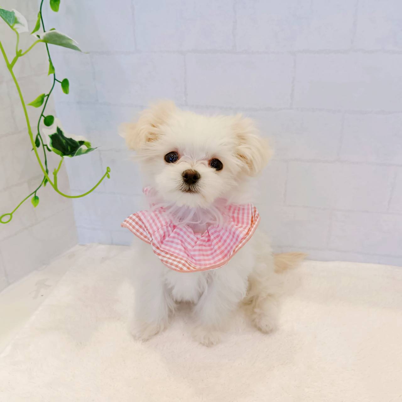 石川県のチワマル/マルチワ(チワワ×マルチーズ) (犬の家＆猫の里金沢店/2025年12月11日生まれ/女の子/クリームホワイト)の子犬の3枚目の画像