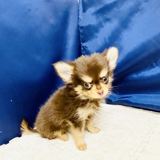 愛知県のチワワ(ロング) (犬の家＆猫の里一宮店/2026年1月1日生まれ/男の子/チョコレートタン)の子犬の3枚目の画像