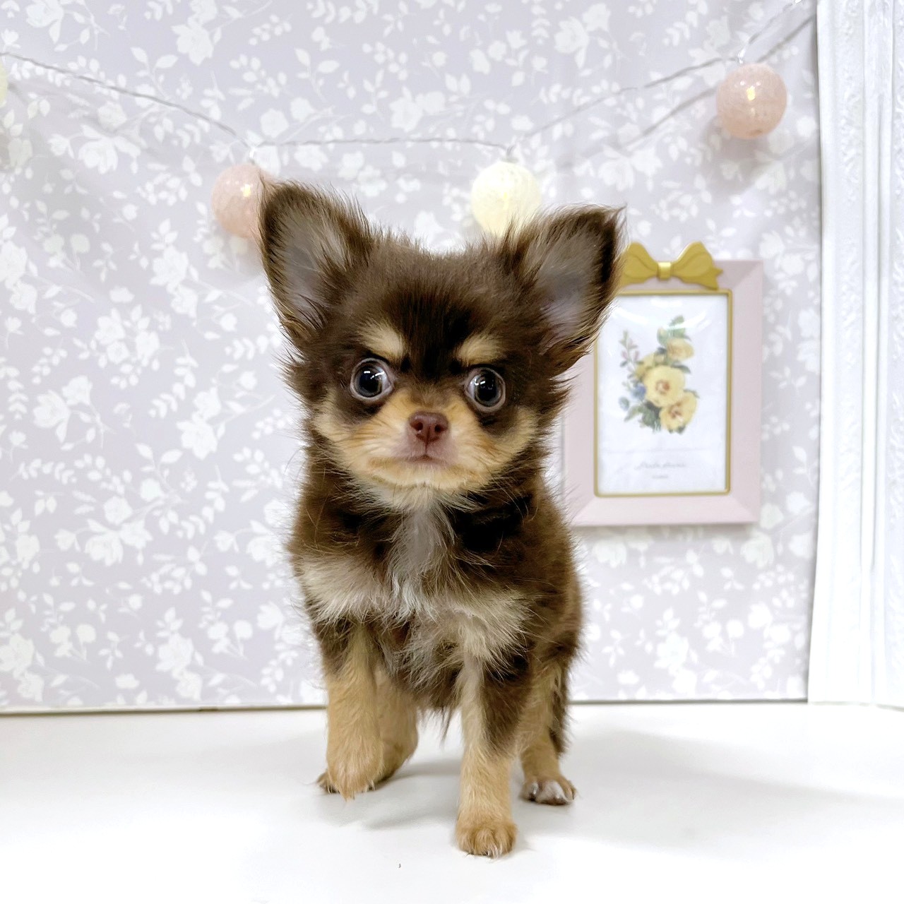 富山県のチワワ(ロング) (犬の家＆猫の里アミーゴ高岡蓮花寺店/2026年1月1日生まれ/男の子/チョコレートタン)の子犬の3枚目の画像