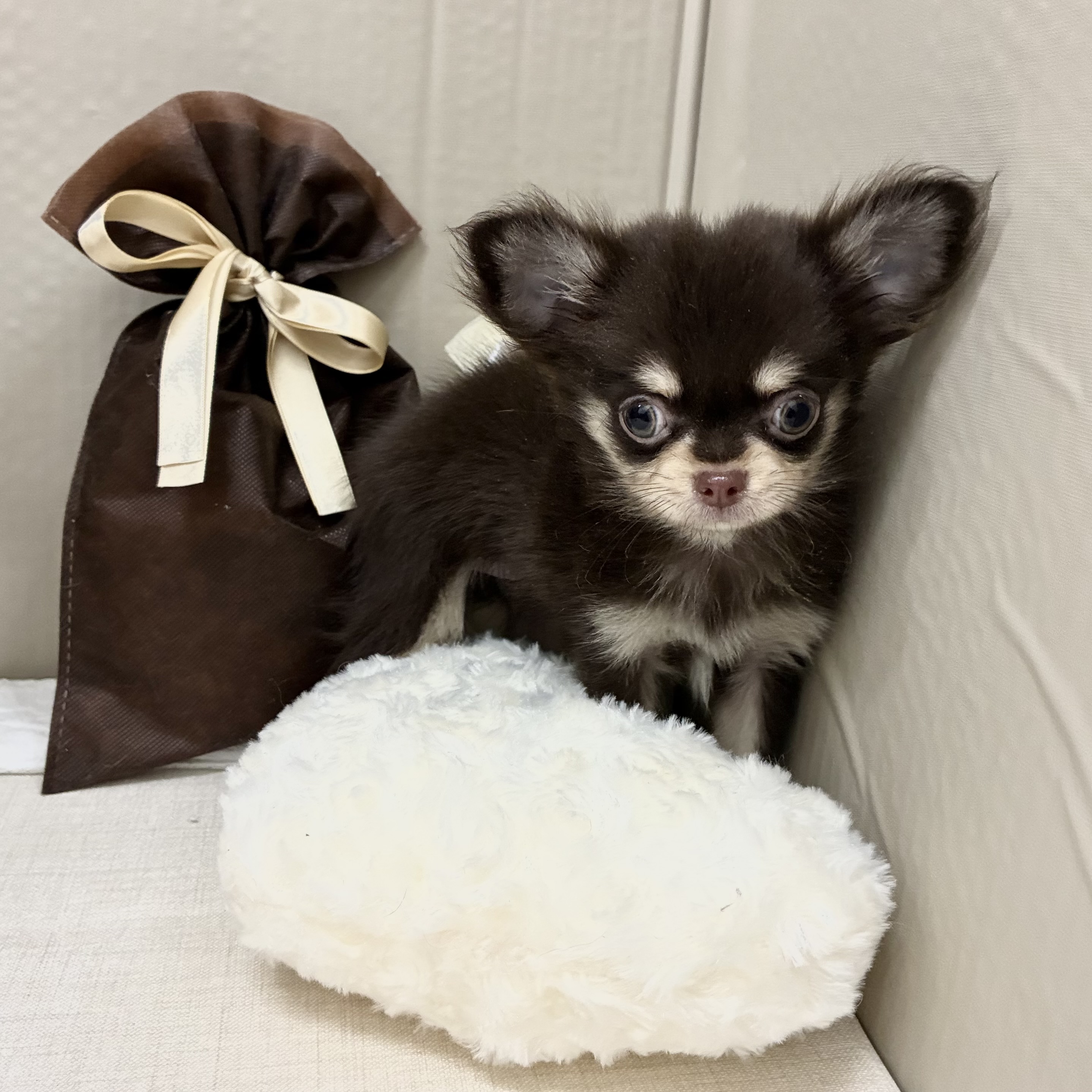 千葉県のチワワ(ロング) (犬の家＆猫の里ワンズモール稲毛店/2026年1月1日生まれ/女の子/チョコレートクリーム)の子犬の3枚目の画像