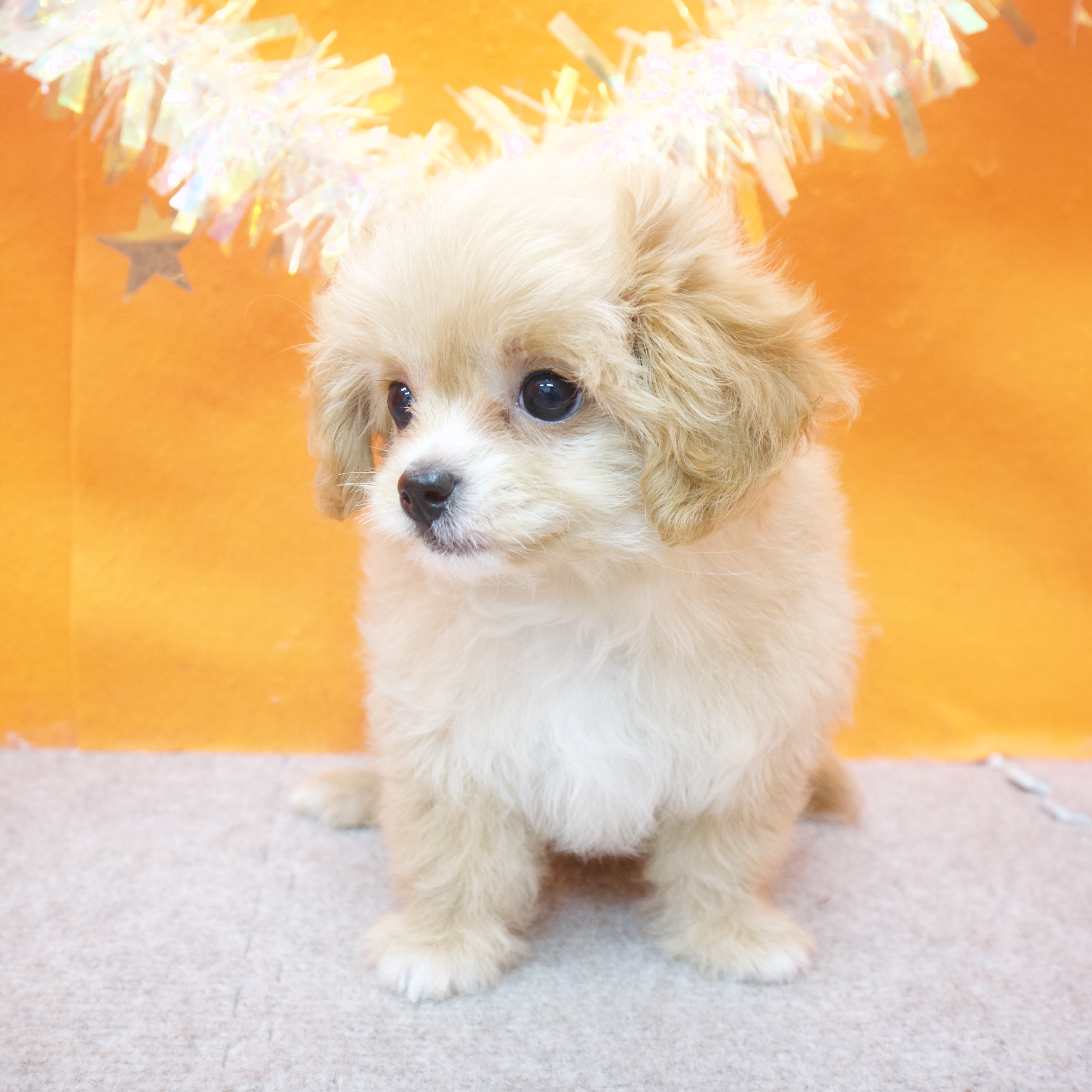 大阪府のチワプー/プーチー(チワワ×プードル) (犬の家＆猫の里吹田店/2026年1月8日生まれ/女の子/アプリコット)の子犬の3枚目の画像