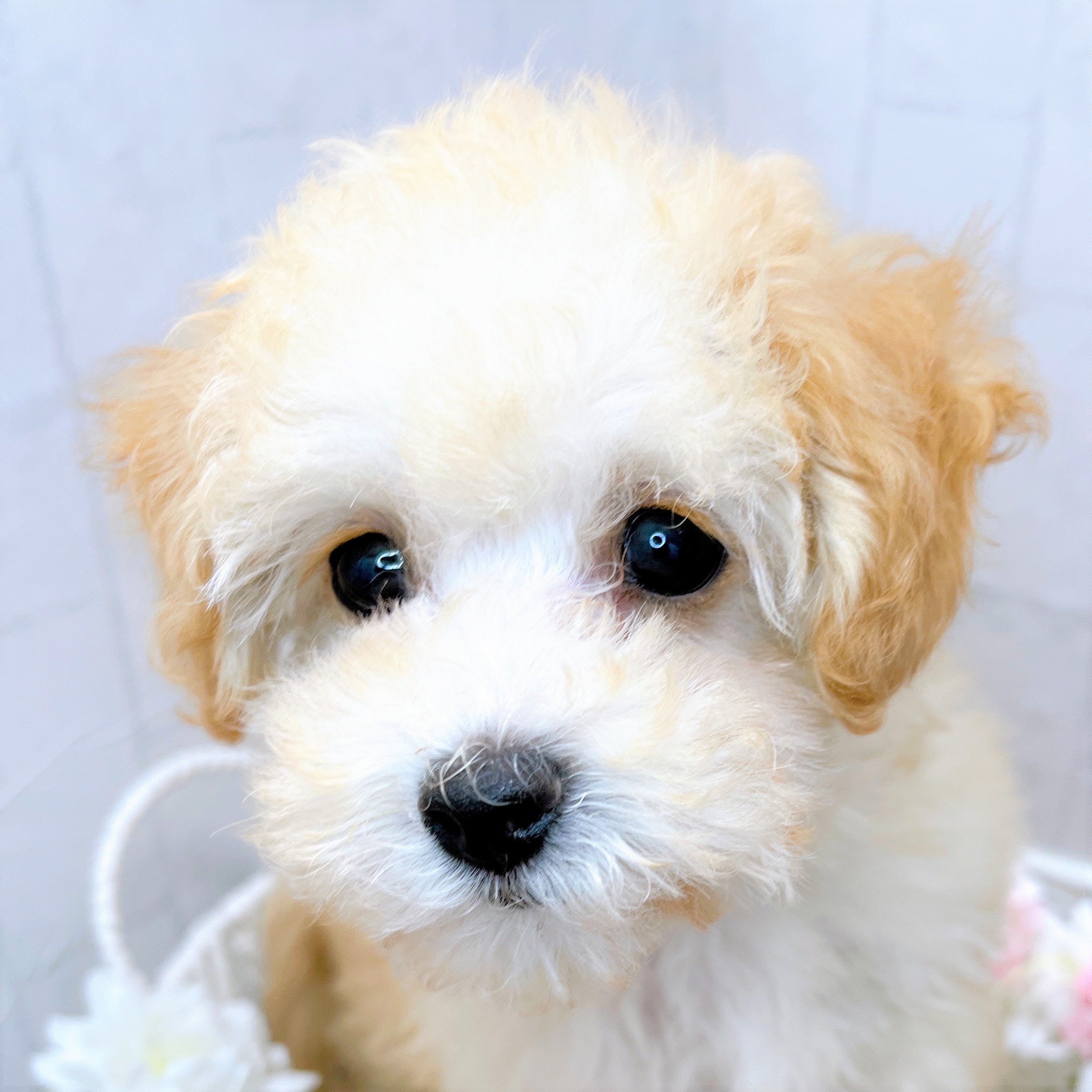 石川県のマルプー(マルチーズ×プードル) (犬の家＆猫の里アミーゴ金沢有松店/2026年1月9日生まれ/女の子/クリーム)の子犬の3枚目の画像