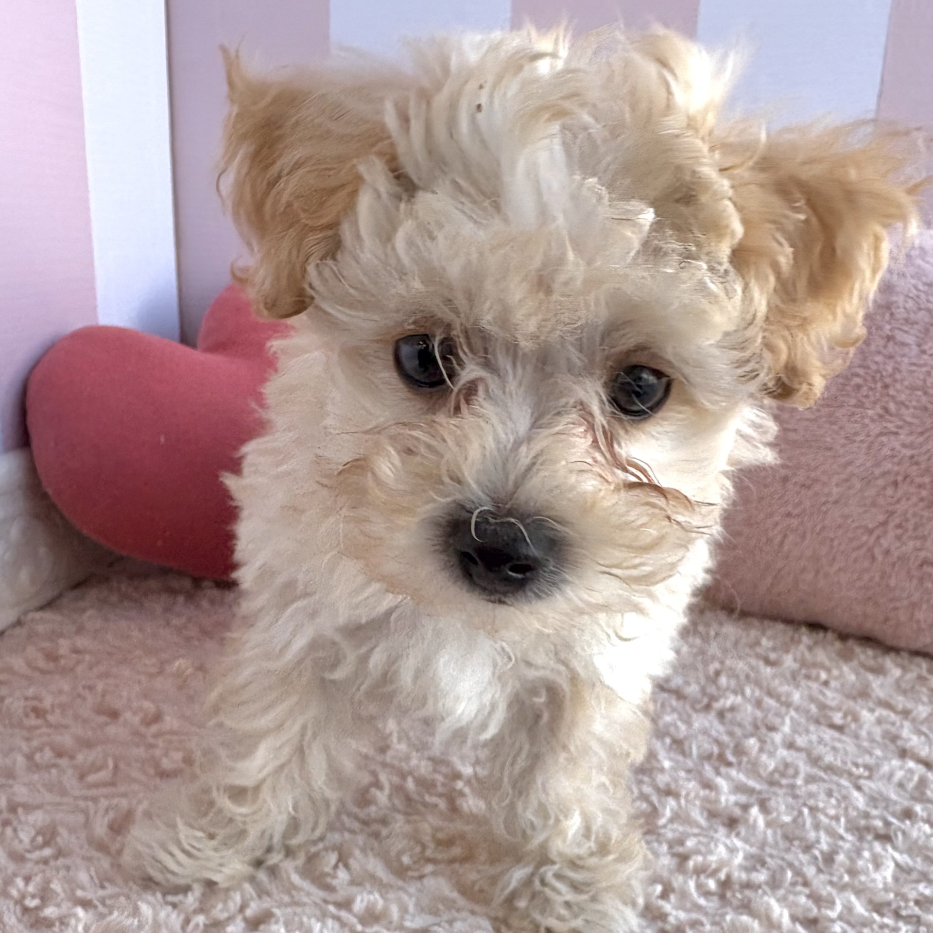 岡山県のマルプー(マルチーズ×プードル) (犬の家＆猫の里倉敷中庄店/2026年1月9日生まれ/男の子/クリーム)の子犬の3枚目の画像