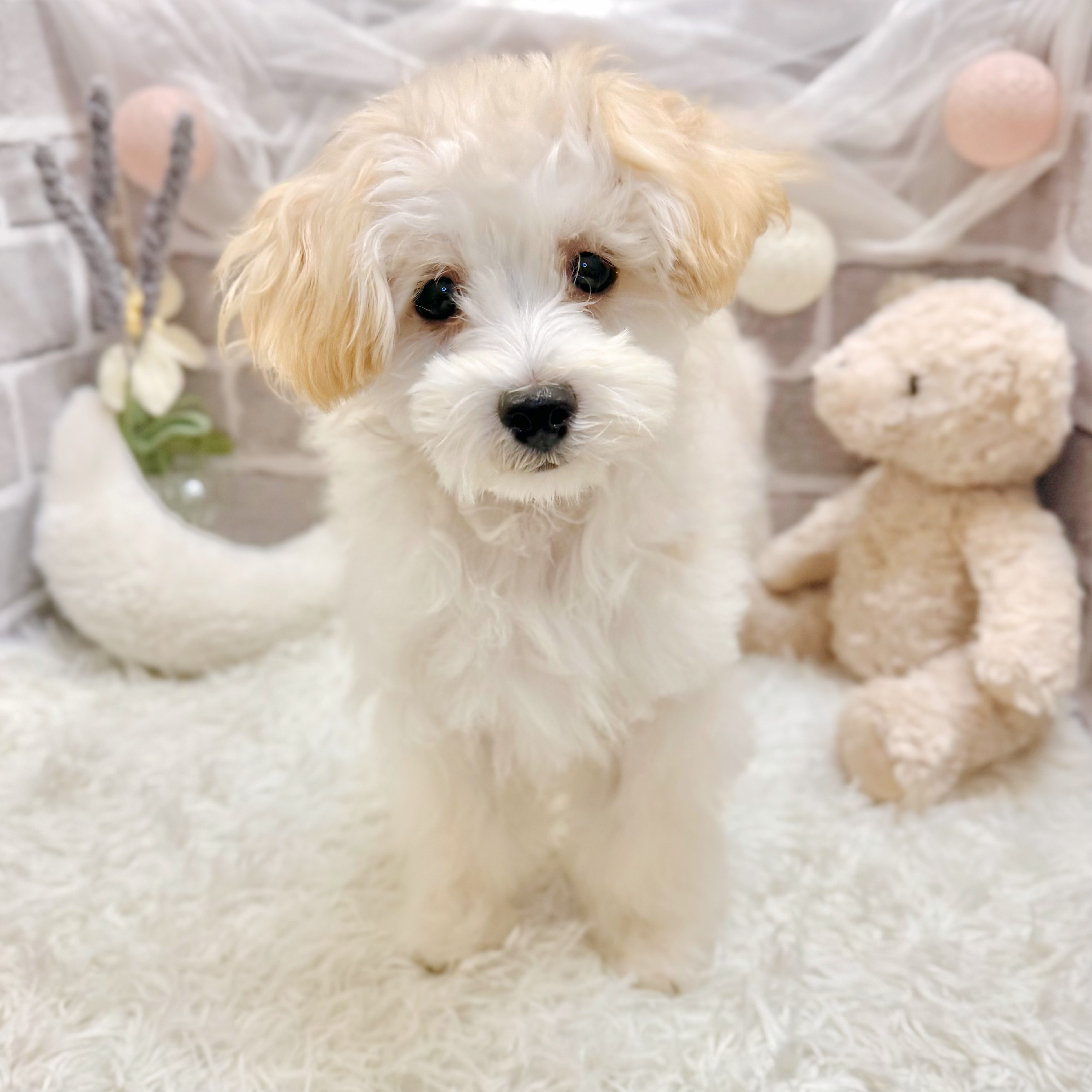 兵庫県のマルプー(マルチーズ×プードル) (犬の家＆猫の里神戸店/2026年1月9日生まれ/男の子/クリーム)の子犬の3枚目の画像