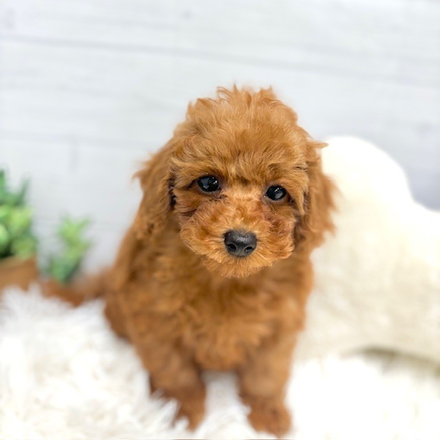 愛知県のトイプードル(トイ) (犬の家＆猫の里豊田店/2026年1月10日生まれ/男の子/レッドフォーン)の子犬の3枚目の画像