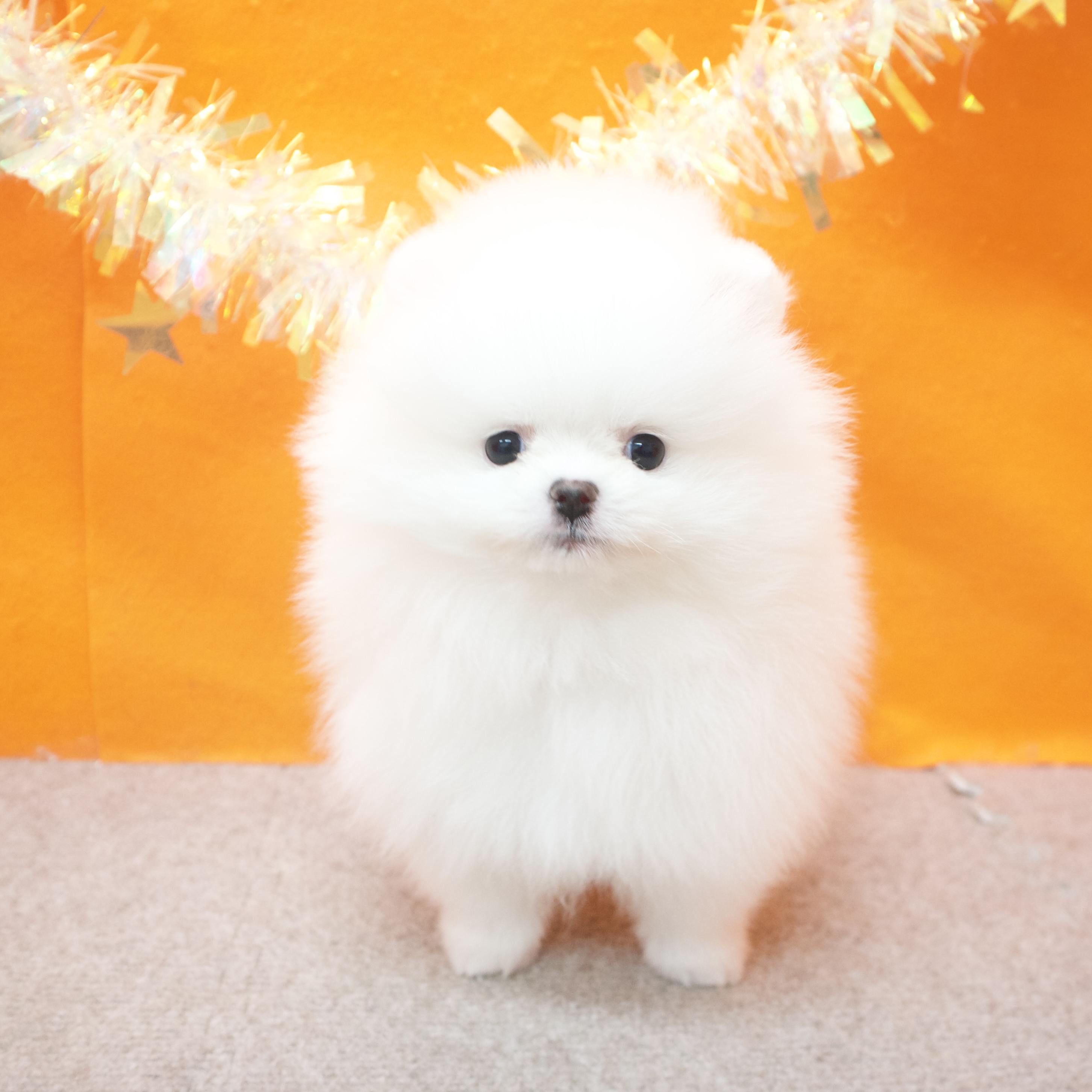 大阪府のポメラニアン (犬の家＆猫の里吹田店/2026年1月10日生まれ/女の子/ホワイト)の子犬の3枚目の画像