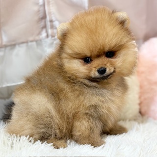 兵庫県のポメラニアン (犬の家＆猫の里カナート西神戸店/2026年1月10日生まれ/女の子/オレンジ)の子犬の3枚目の画像