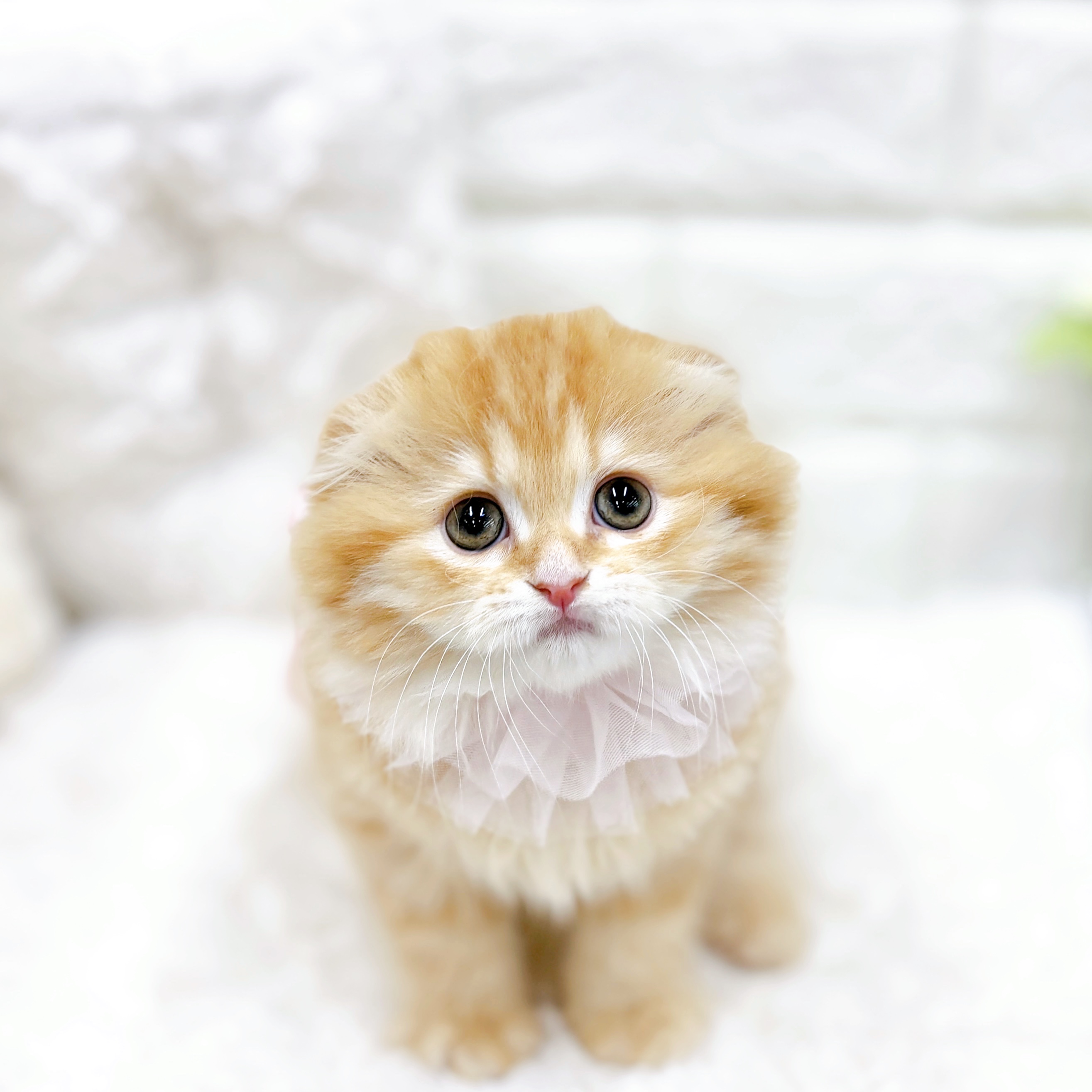 福井県のスコティッシュフォールド (犬の家＆猫の里アミーゴ福井店/2026年1月11日生まれ/女の子/レッドタビー)の子猫の3枚目の画像