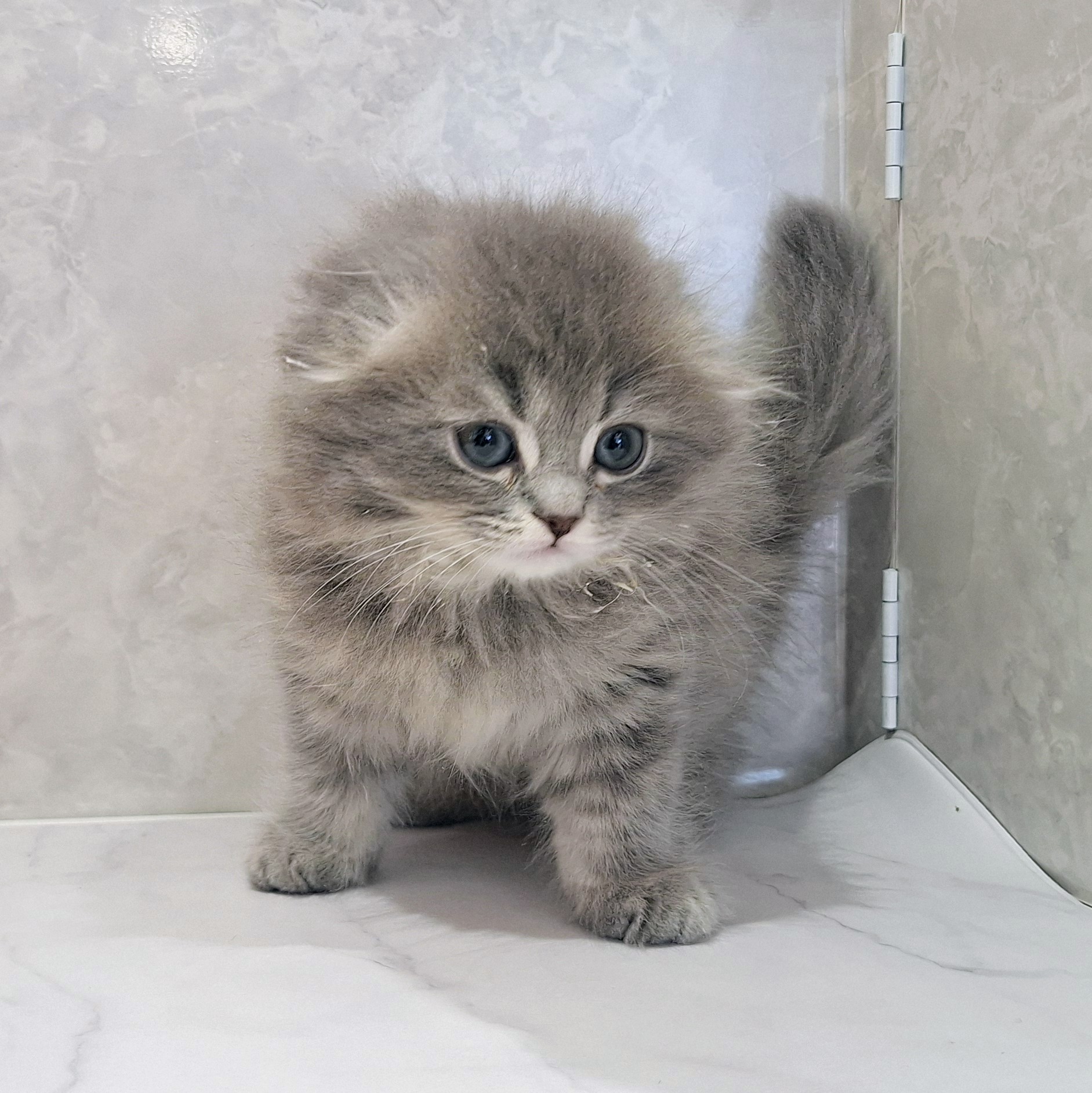 福岡県のスコティッシュフォールド (犬の家＆猫の里くりえいと宗像店/2026年1月4日生まれ/男の子/ブルータビー)の子猫の3枚目の画像