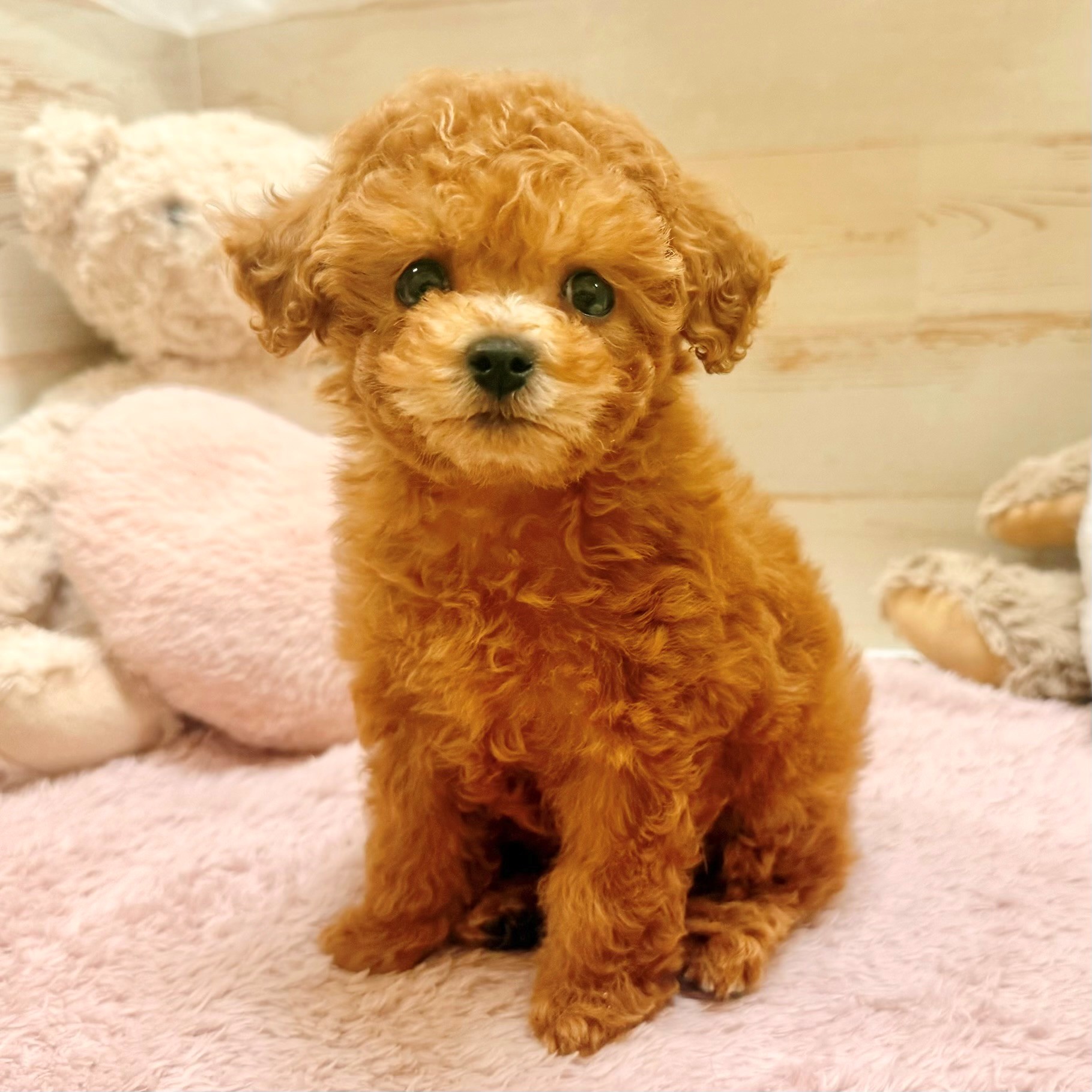 兵庫県のトイプードル(トイ) (犬の家＆猫の里神戸店/2026年1月11日生まれ/女の子/レッドフォーン)の子犬の3枚目の画像