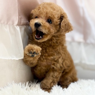 兵庫県のトイプードル(トイ) (犬の家＆猫の里カナート西神戸店/2026年1月11日生まれ/男の子/レッドフォーン)の子犬の3枚目の画像