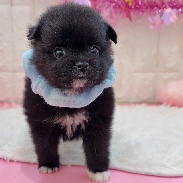 岡山県のハーフ犬・ミックス犬 (犬の家＆猫の里倉敷店/2026年1月10日生まれ/男の子/ブラックホワイト)の子犬の3枚目の画像