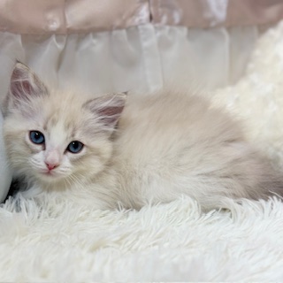 兵庫県のラグドール (犬の家＆猫の里カナート西神戸店/2026年1月11日生まれ/女の子/ブルーリンクスポイントバイカラー)の子猫の3枚目の画像