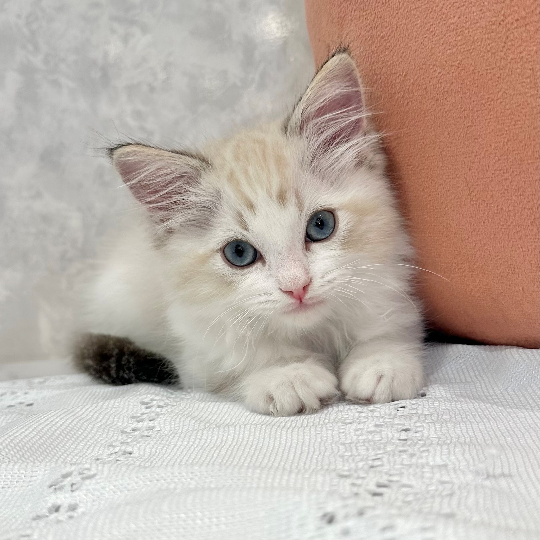 福岡県のラグドール (犬の家＆猫の里くりえいと宗像店/2026年1月11日生まれ/男の子/ブルーリンクスポイントバイカラー)の子猫の3枚目の画像