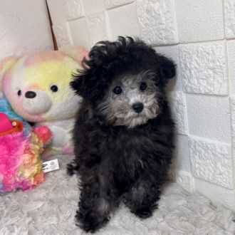 兵庫県のトイプードル(タイニー) (犬の家＆猫の里ゆめタウン姫路店/2025年12月13日生まれ/男の子/グレー)の子犬の3枚目の画像