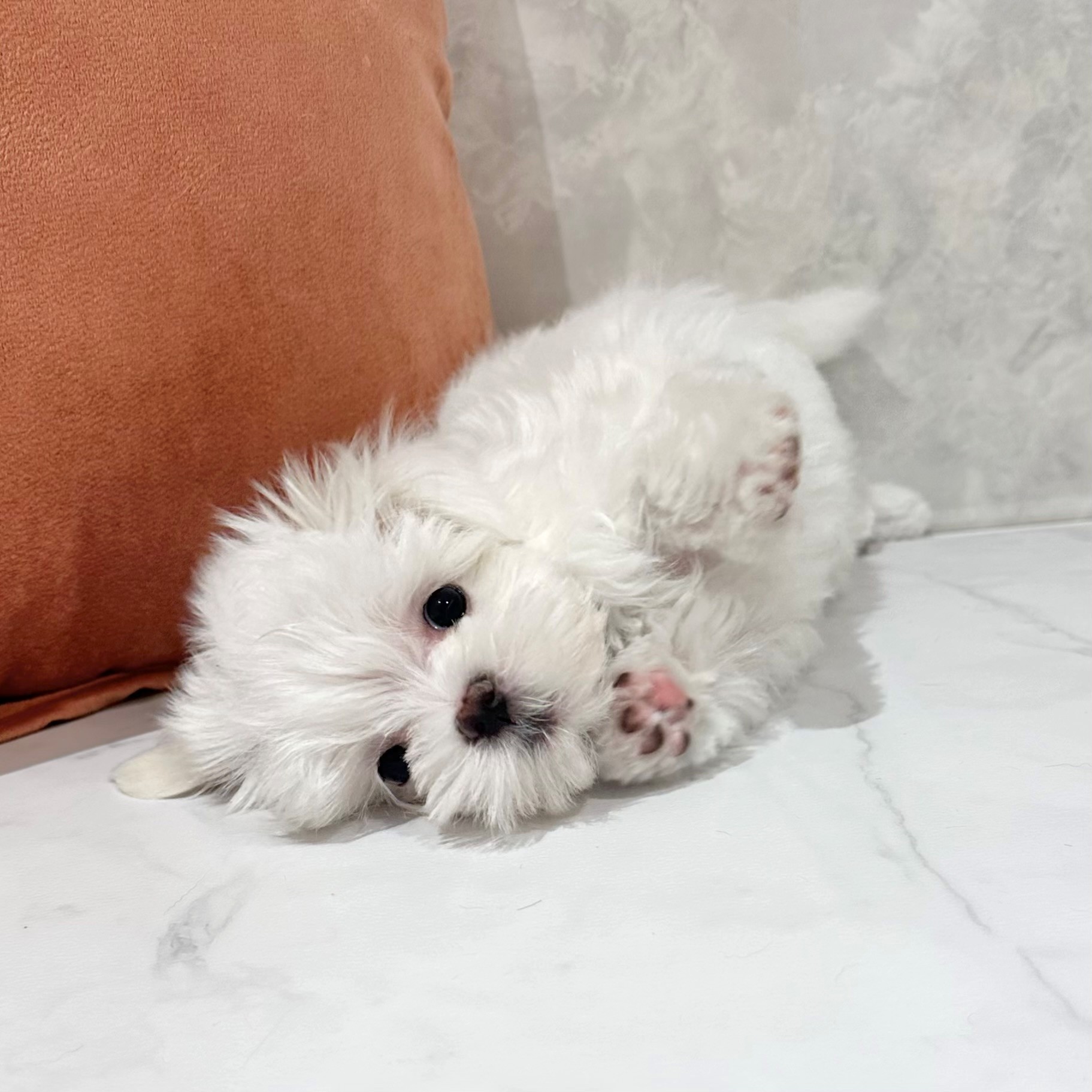 福岡県のマルチーズ (犬の家＆猫の里くりえいと宗像店/2026年1月8日生まれ/女の子/ホワイト)の子犬の3枚目の画像