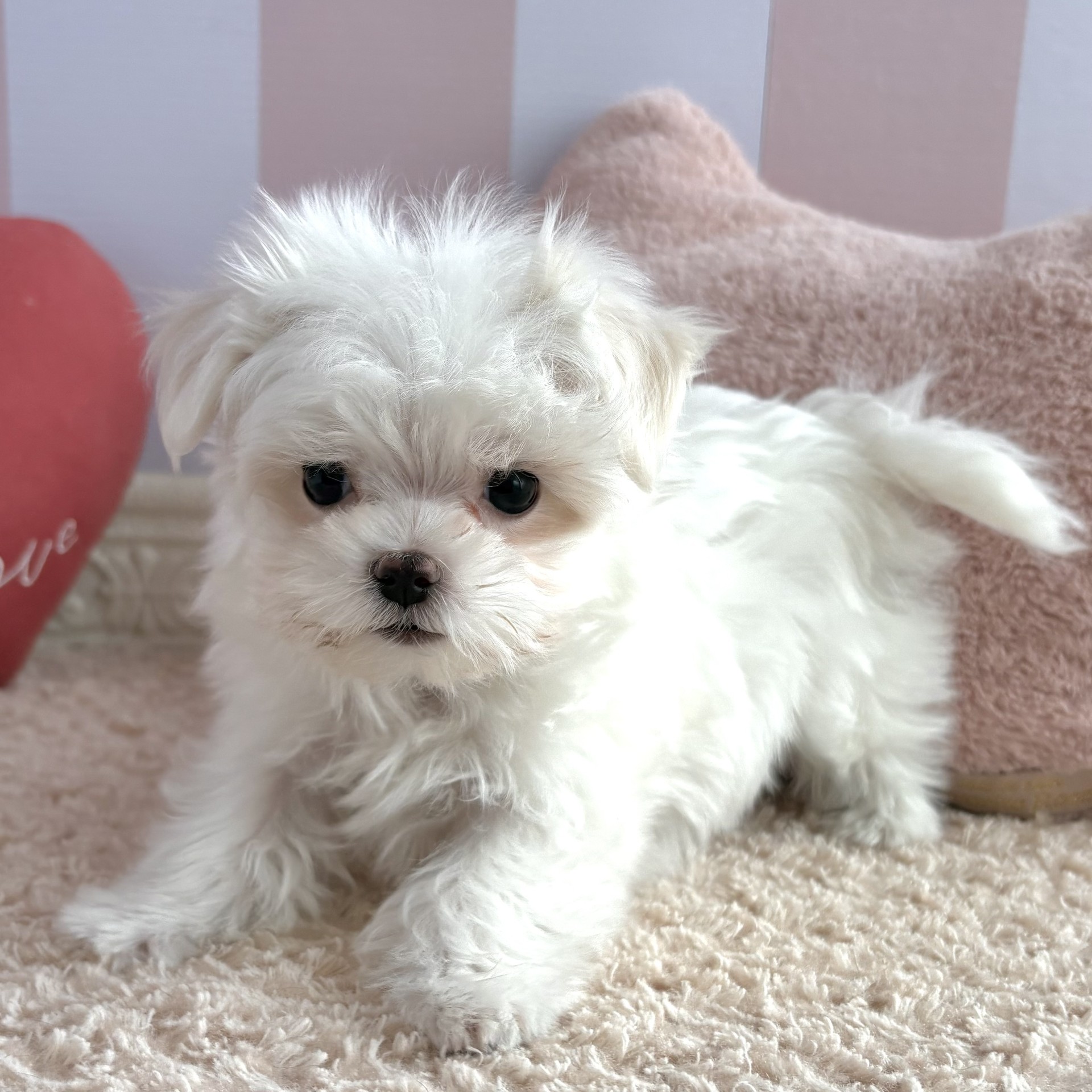 岡山県のマルチーズ (犬の家＆猫の里倉敷中庄店/2026年1月8日生まれ/男の子/ホワイト)の子犬の3枚目の画像