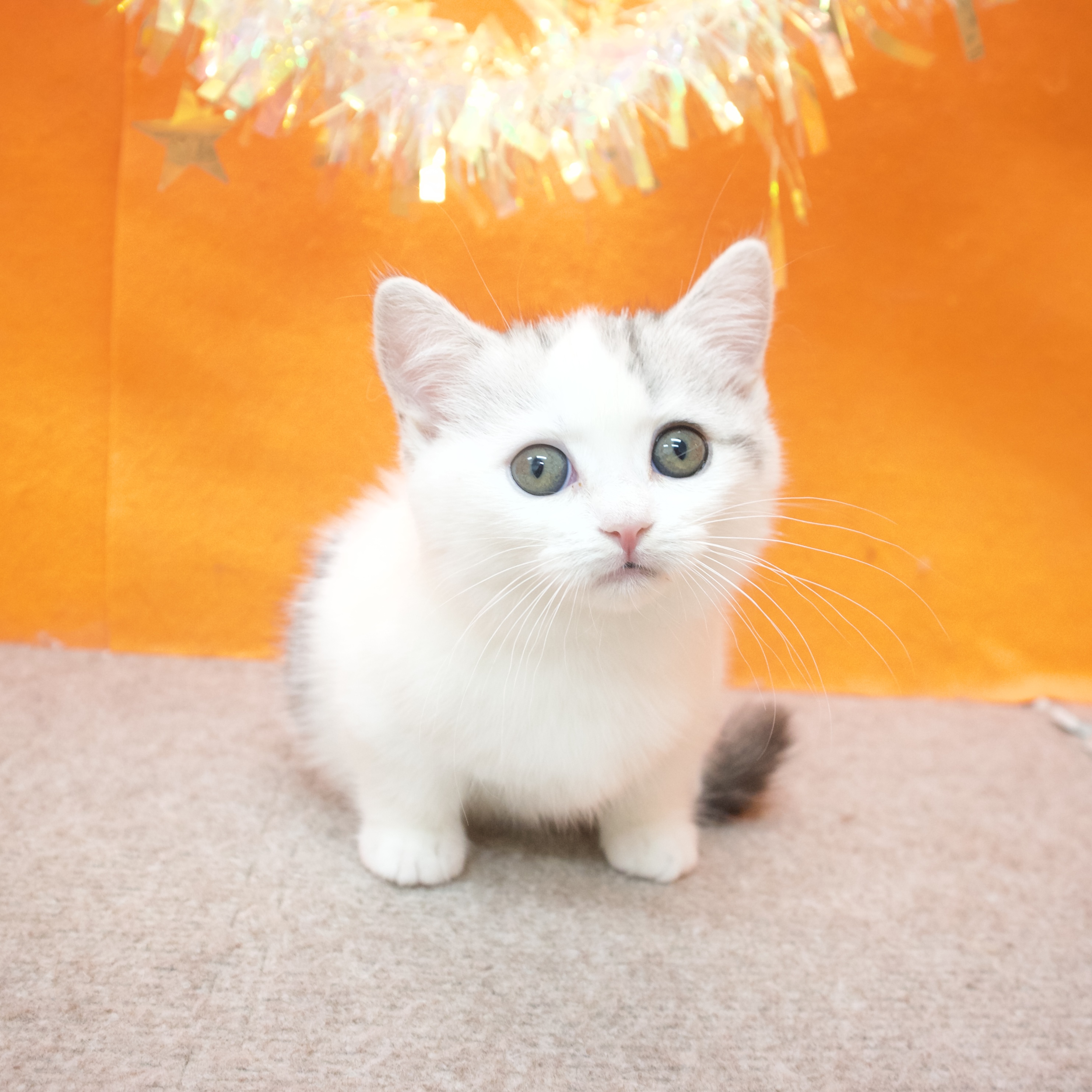 大阪府のマンチカン (犬の家＆猫の里吹田店/2026年1月7日生まれ/女の子/シルバータビーホワイト)の子猫の3枚目の画像