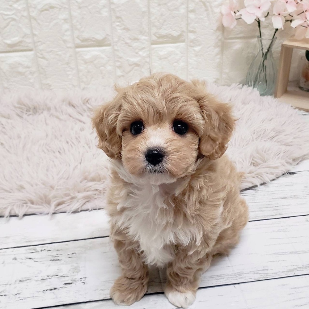 岡山県のマルプー(マルチーズ×プードル) (犬の家＆猫の里岡山店/2026年1月10日生まれ/女の子/アプリコットホワイト)の子犬の3枚目の画像