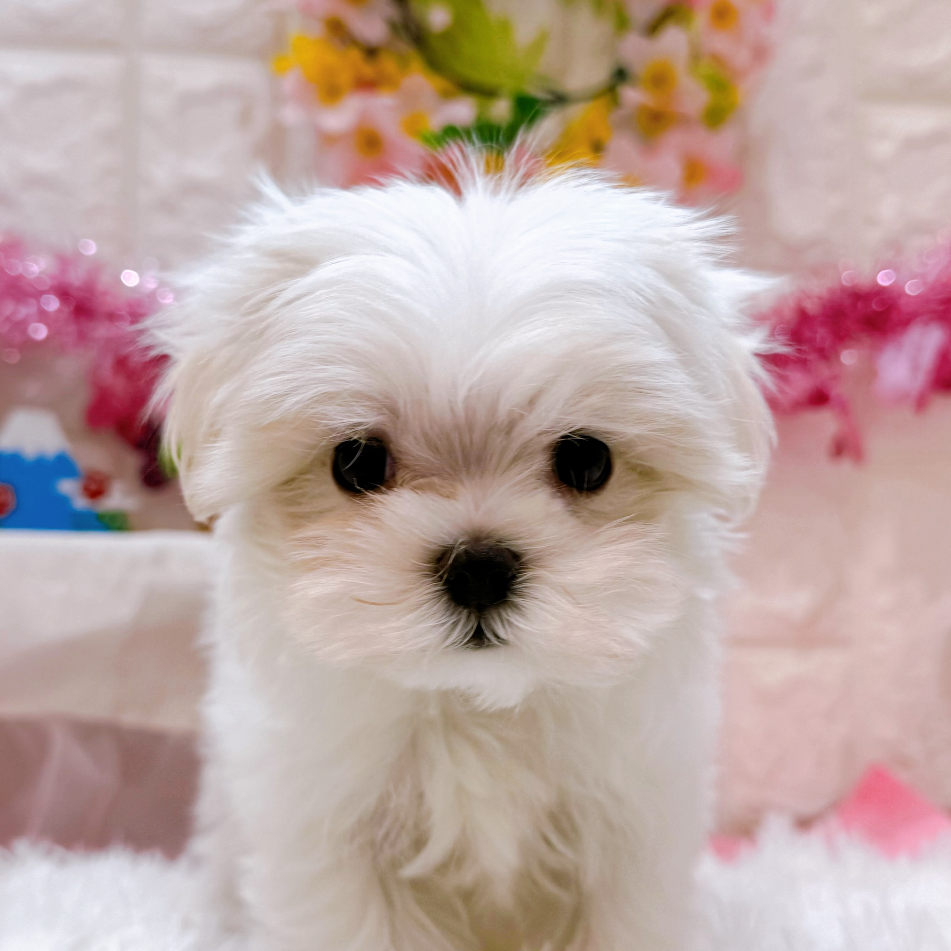 岡山県のマルチーズ (犬の家＆猫の里倉敷店/2026年1月8日生まれ/女の子/ホワイト)の子犬の3枚目の画像