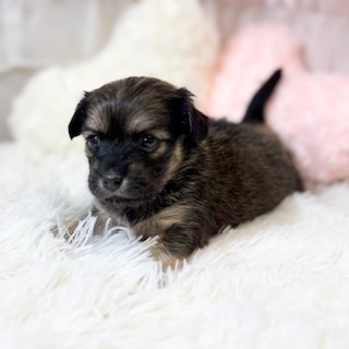 兵庫県のチワックス(チワワ×ダックス) (犬の家＆猫の里カナート西神戸店/2026年1月10日生まれ/女の子/レッド)の子犬の3枚目の画像