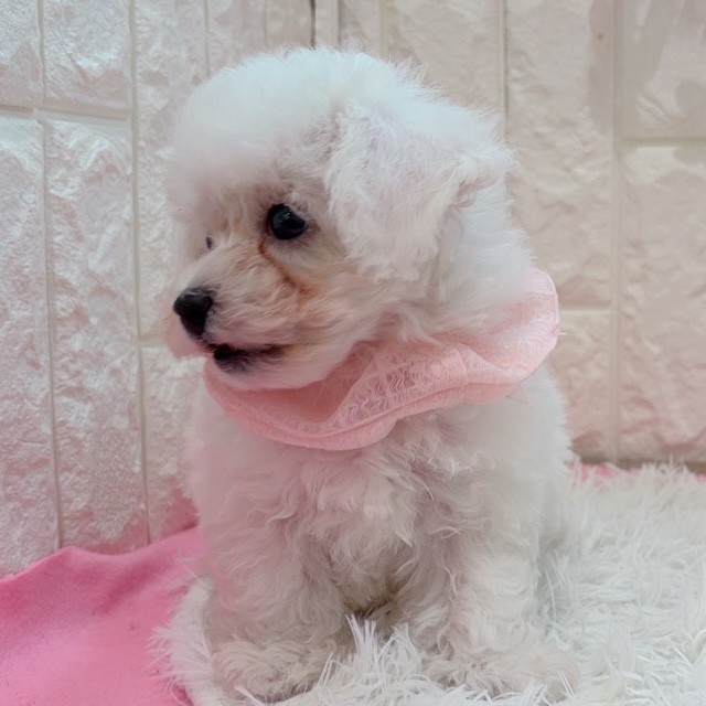 岡山県のビションフリーゼ (犬の家＆猫の里倉敷店/2026年1月11日生まれ/男の子/ホワイト)の子犬の3枚目の画像