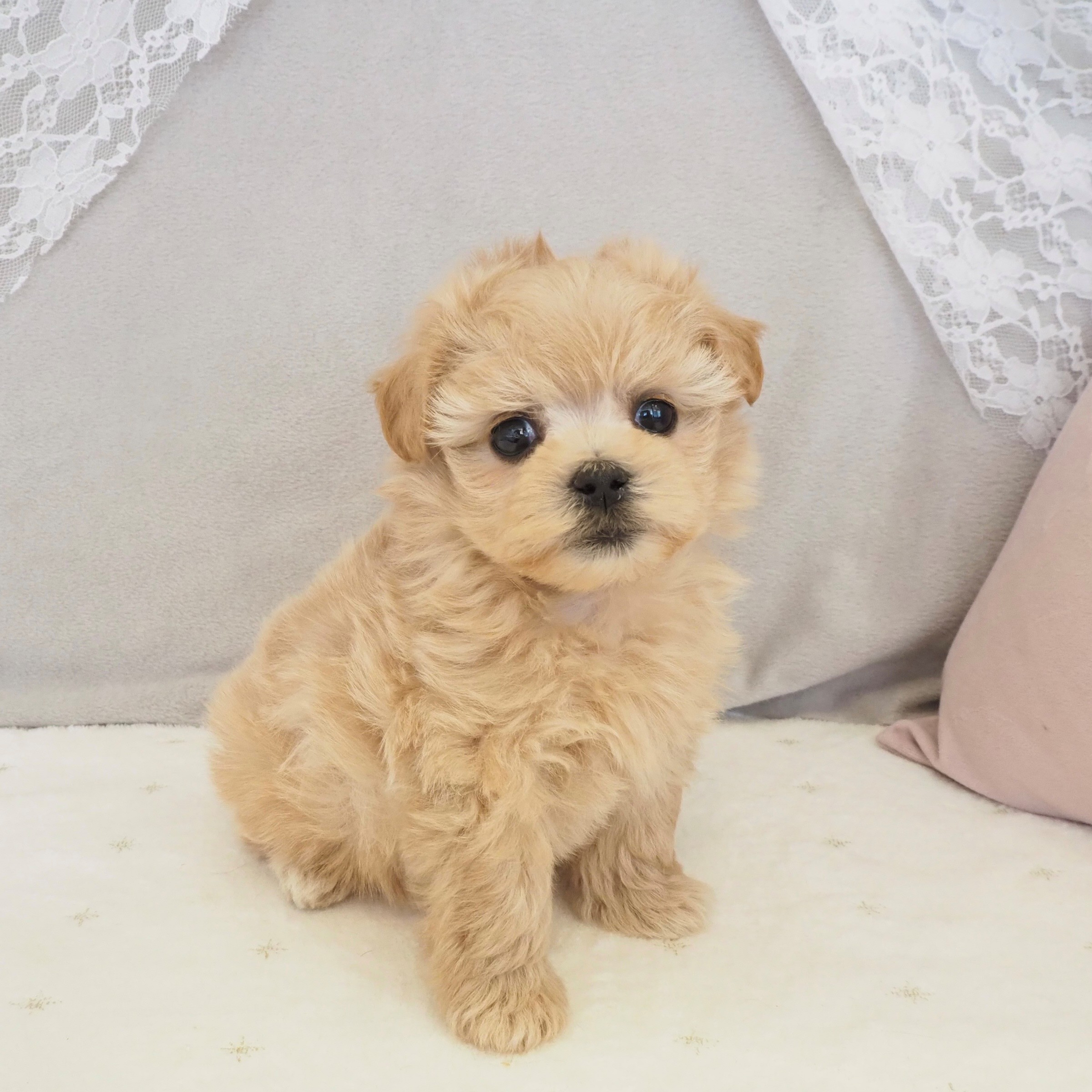 大阪府のマルプー(マルチーズ×プードル) (犬の家＆猫の里もりのみやキューズモールBASE店/2026年1月8日生まれ/女の子/アプリコット)の子犬の3枚目の画像