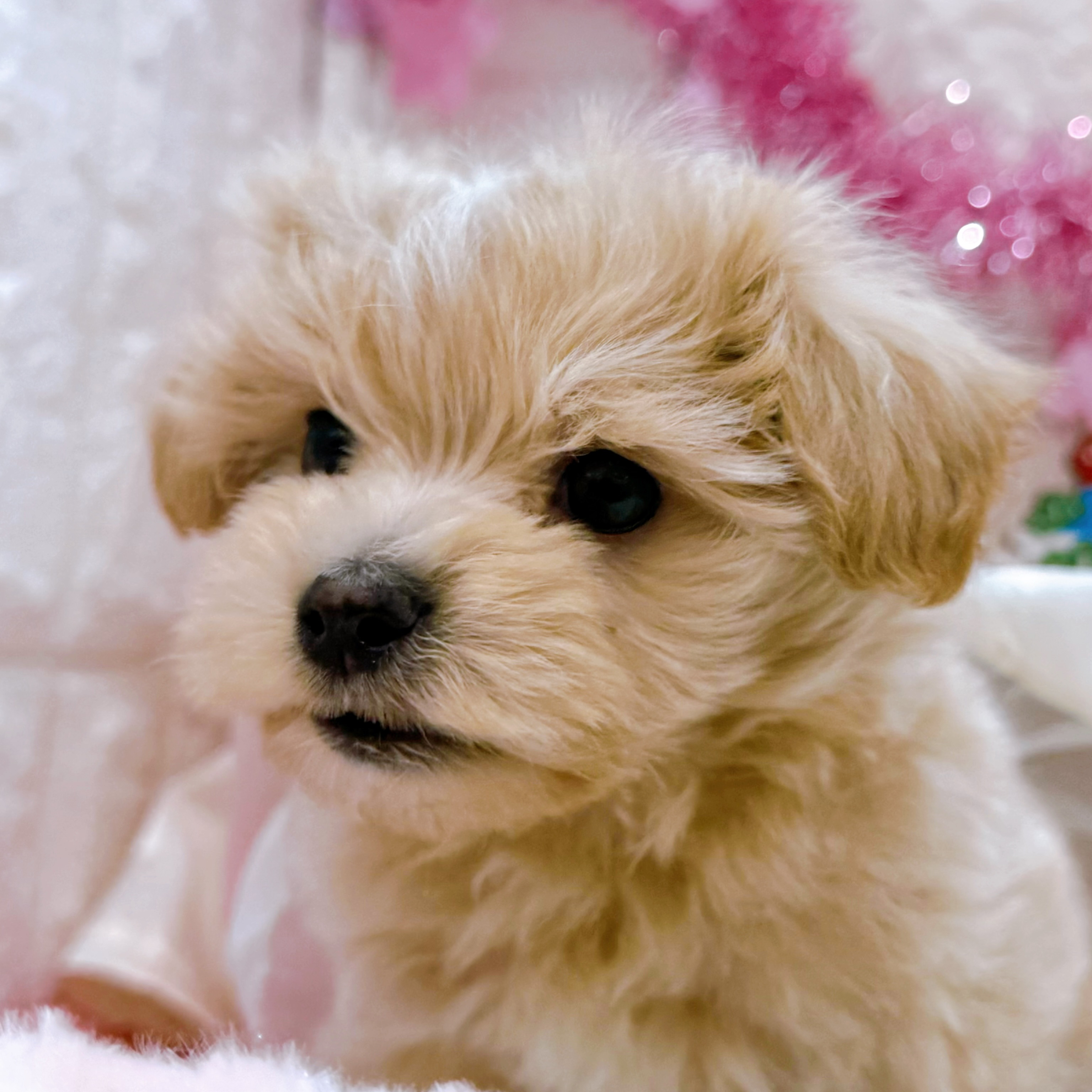 岡山県のマルプー(マルチーズ×プードル) (犬の家＆猫の里倉敷店/2026年1月8日生まれ/男の子/アプリコット)の子犬の3枚目の画像