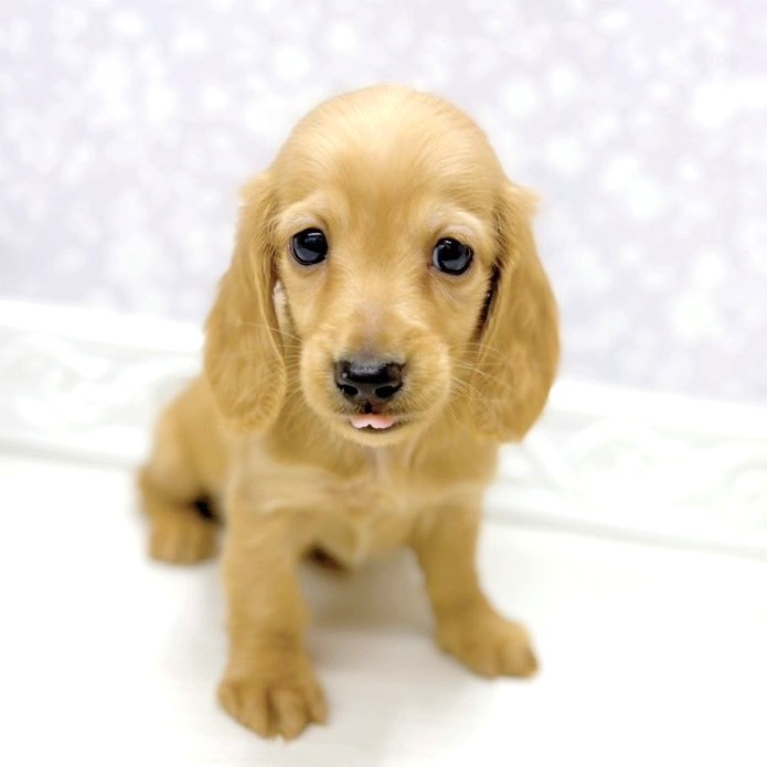 富山県のミニチュアダックスフンド(ロング) (犬の家＆猫の里アミーゴ山室店/2026年1月10日生まれ/男の子/レッド)の子犬の3枚目の画像