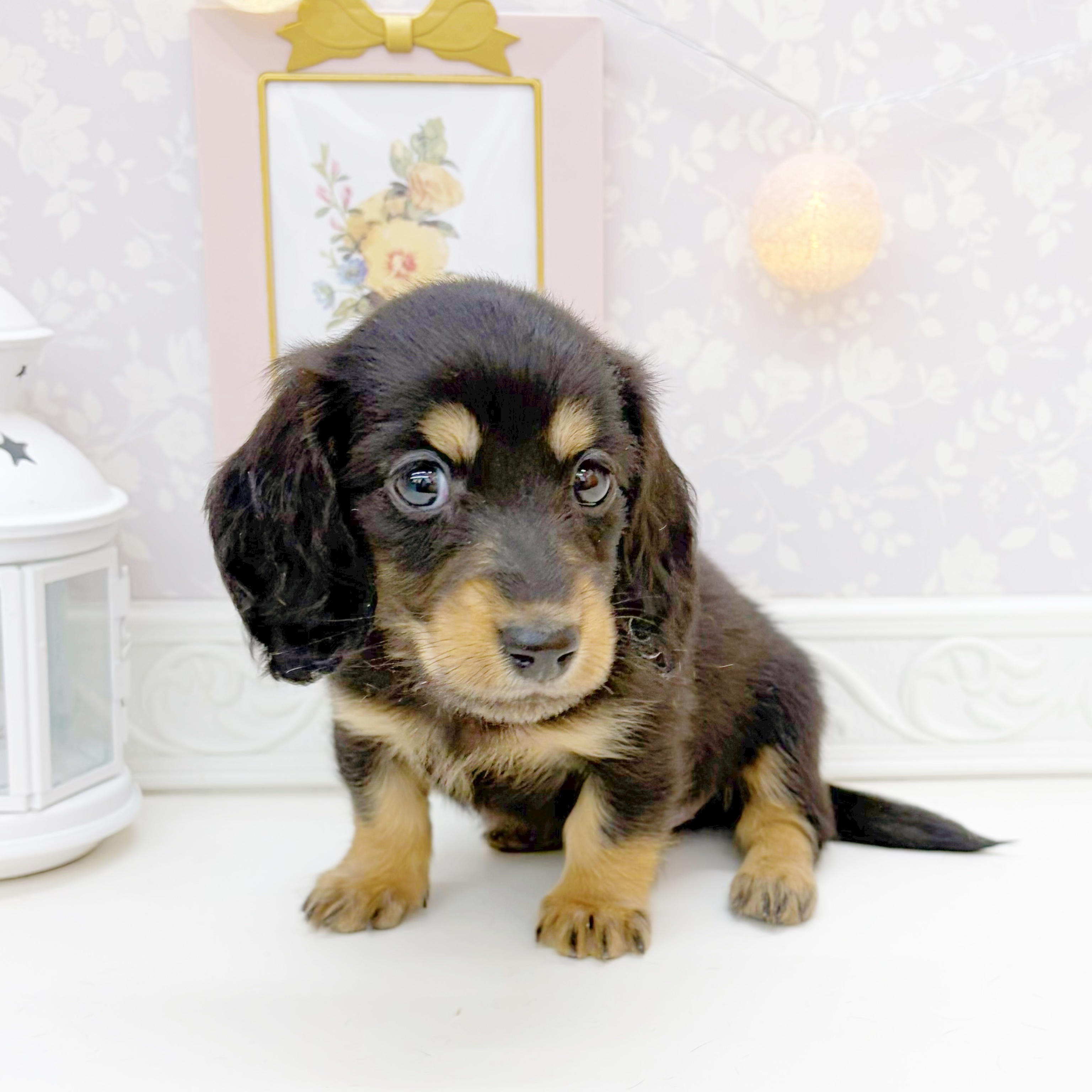 富山県のミニチュアダックスフンド(ロング) (犬の家＆猫の里富山店/2026年1月10日生まれ/女の子/ブラックタン)の子犬の3枚目の画像