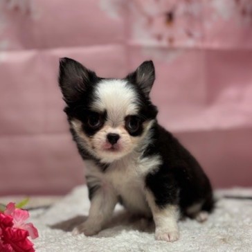 福岡県のチワワ(ロング) (犬の家＆猫の里トリアス久山店/2026年1月10日生まれ/男の子/ブラックタンホワイト)の子犬の3枚目の画像