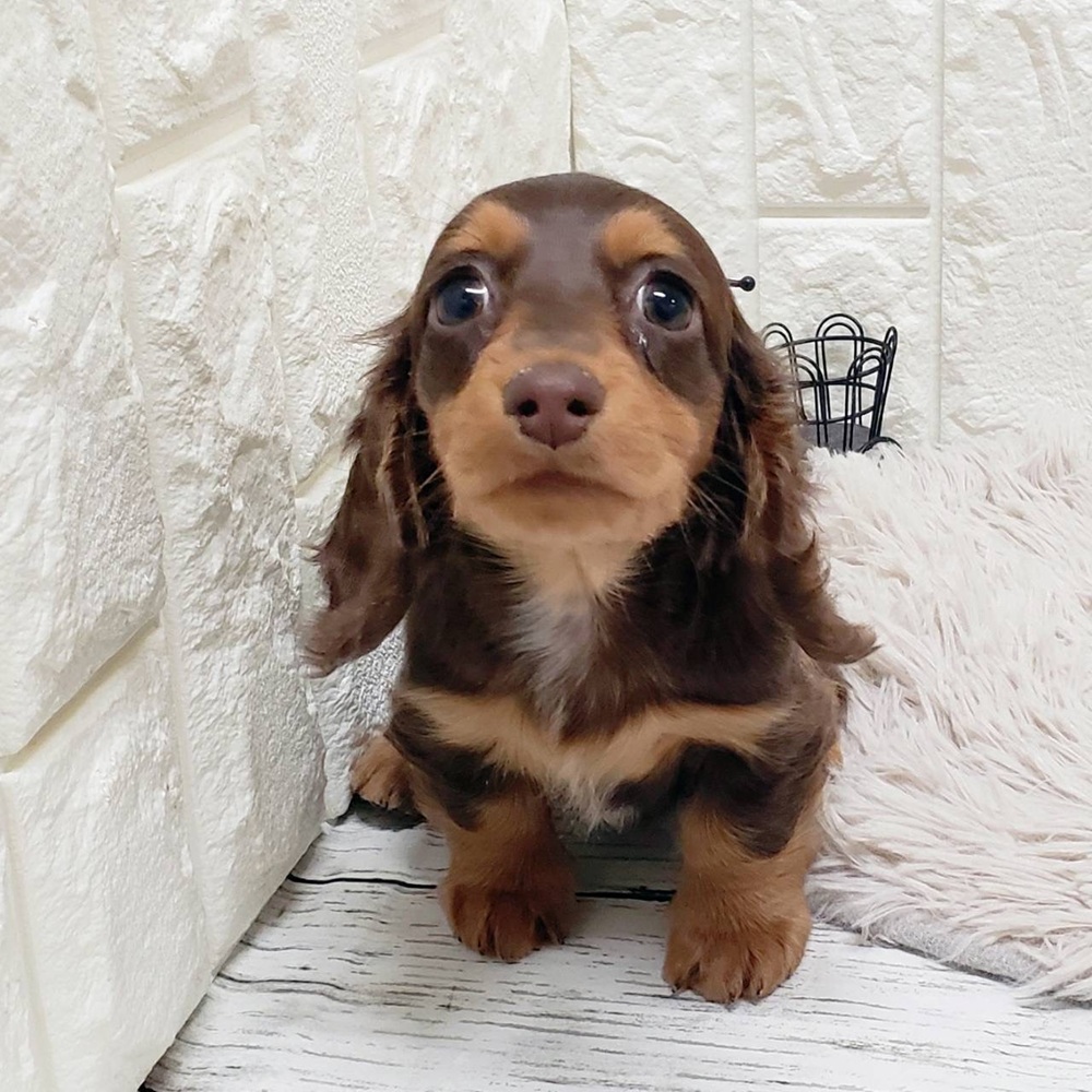 岡山県のミニチュアダックスフンド(ロング) (犬の家＆猫の里岡山店/2026年1月10日生まれ/女の子/チョコレートタン)の子犬の3枚目の画像