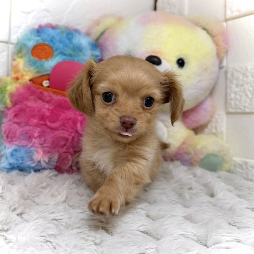 兵庫県のチワックス(チワワ×ダックス) (犬の家＆猫の里ゆめタウン姫路店/2026年1月9日生まれ/女の子/クリームホワイト)の子犬の3枚目の画像