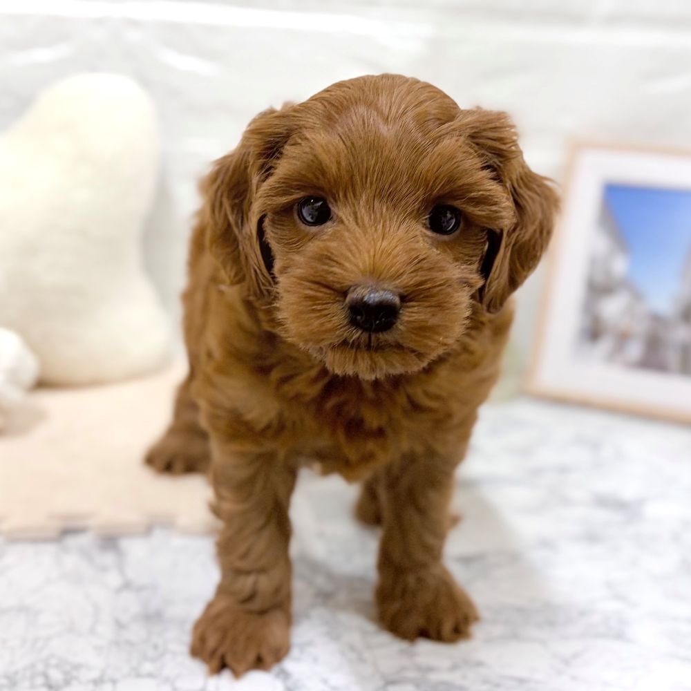 愛知県のヨープー(ヨークシャーテリア×プードル) (犬の家＆猫の里豊田店/2026年7月5日生まれ/女の子/レッド)の子犬の3枚目の画像