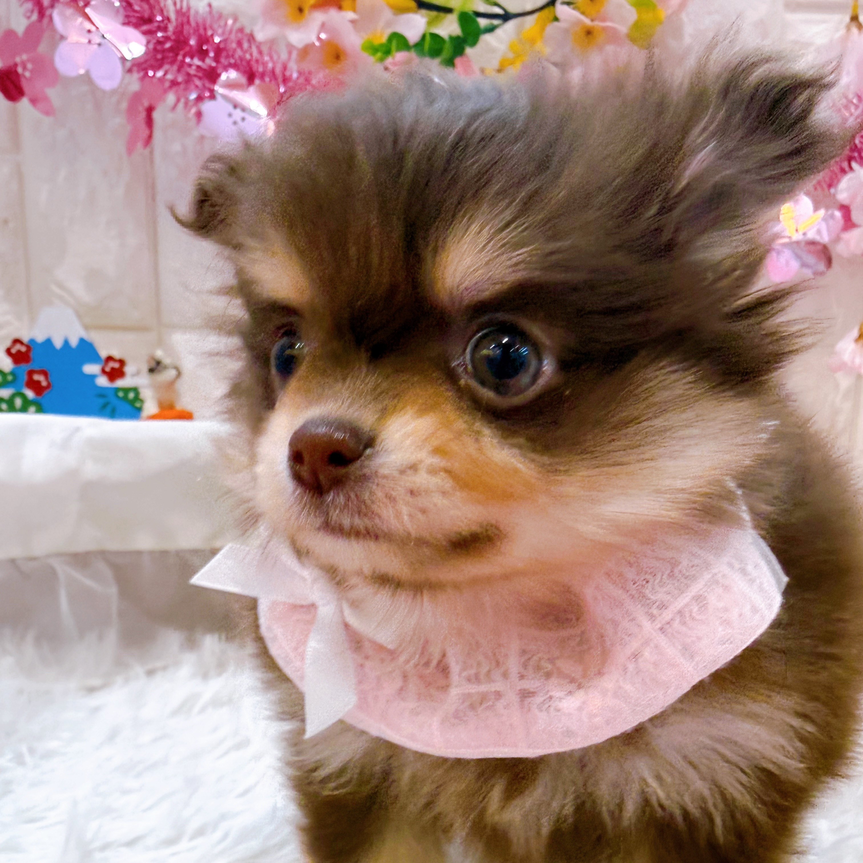 岡山県のポメチワ/チワポメ/ポメチー(ポメラニアン×チワワ) (犬の家＆猫の里倉敷店/2026年1月10日生まれ/女の子/チョコレートタン)の子犬の3枚目の画像