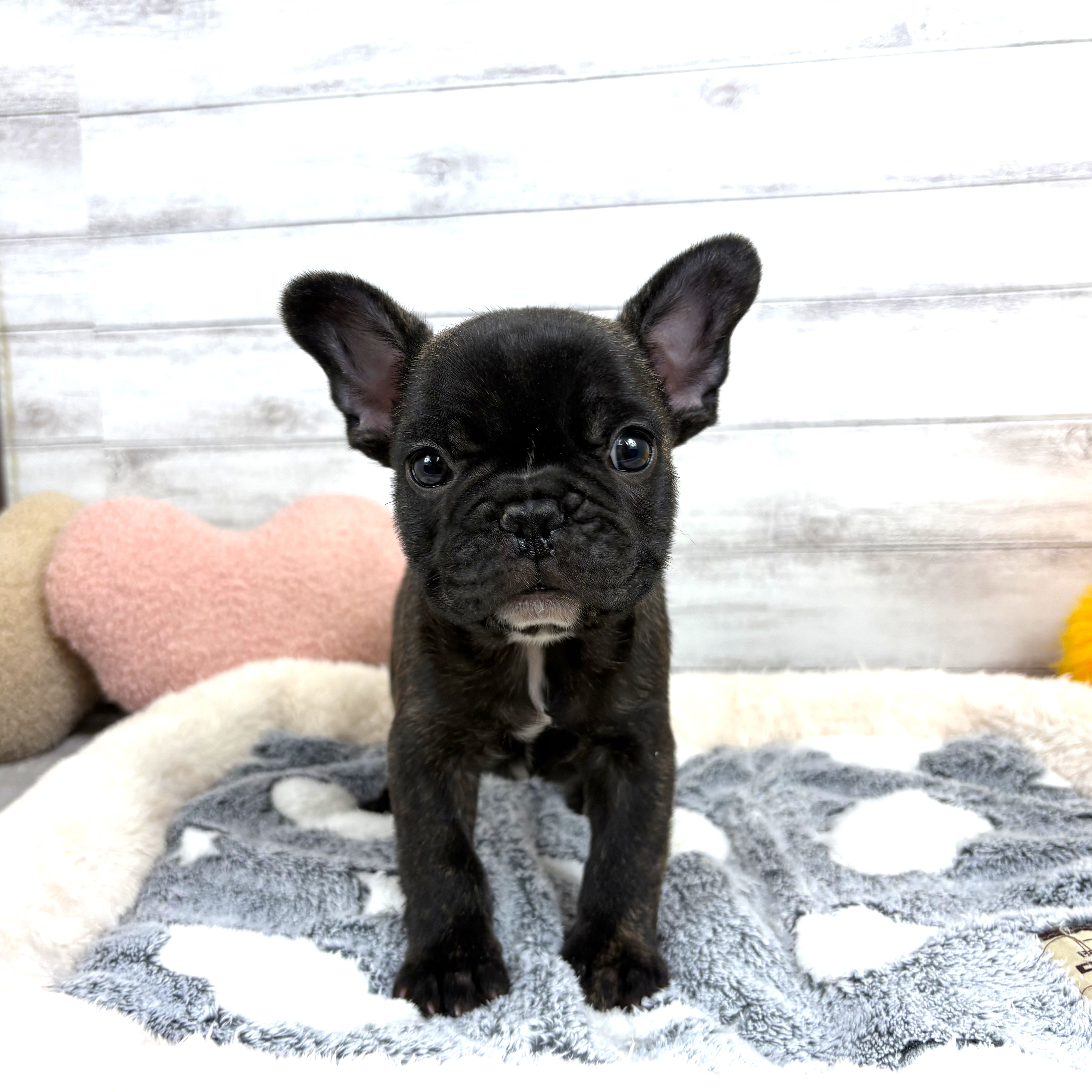 兵庫県のフレンチブルドッグ (犬の家＆猫の里川西店/2026年1月10日生まれ/男の子/ブリンドル)の子犬の1枚目の画像